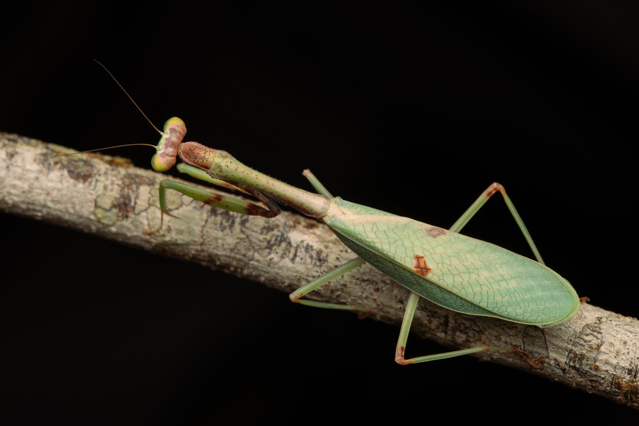 Mantodea - 18.jpg
