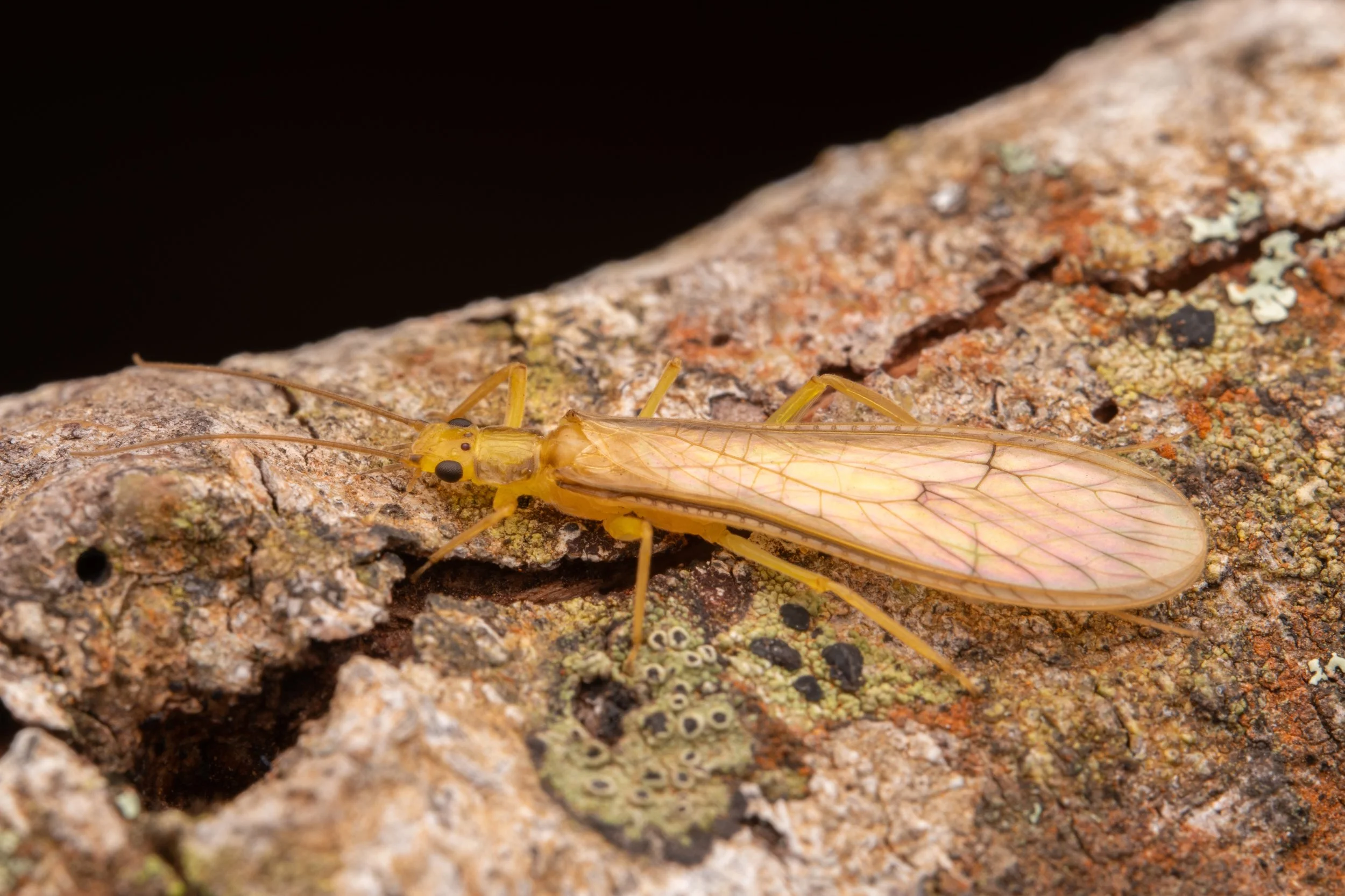 Plecoptera - 35.jpeg