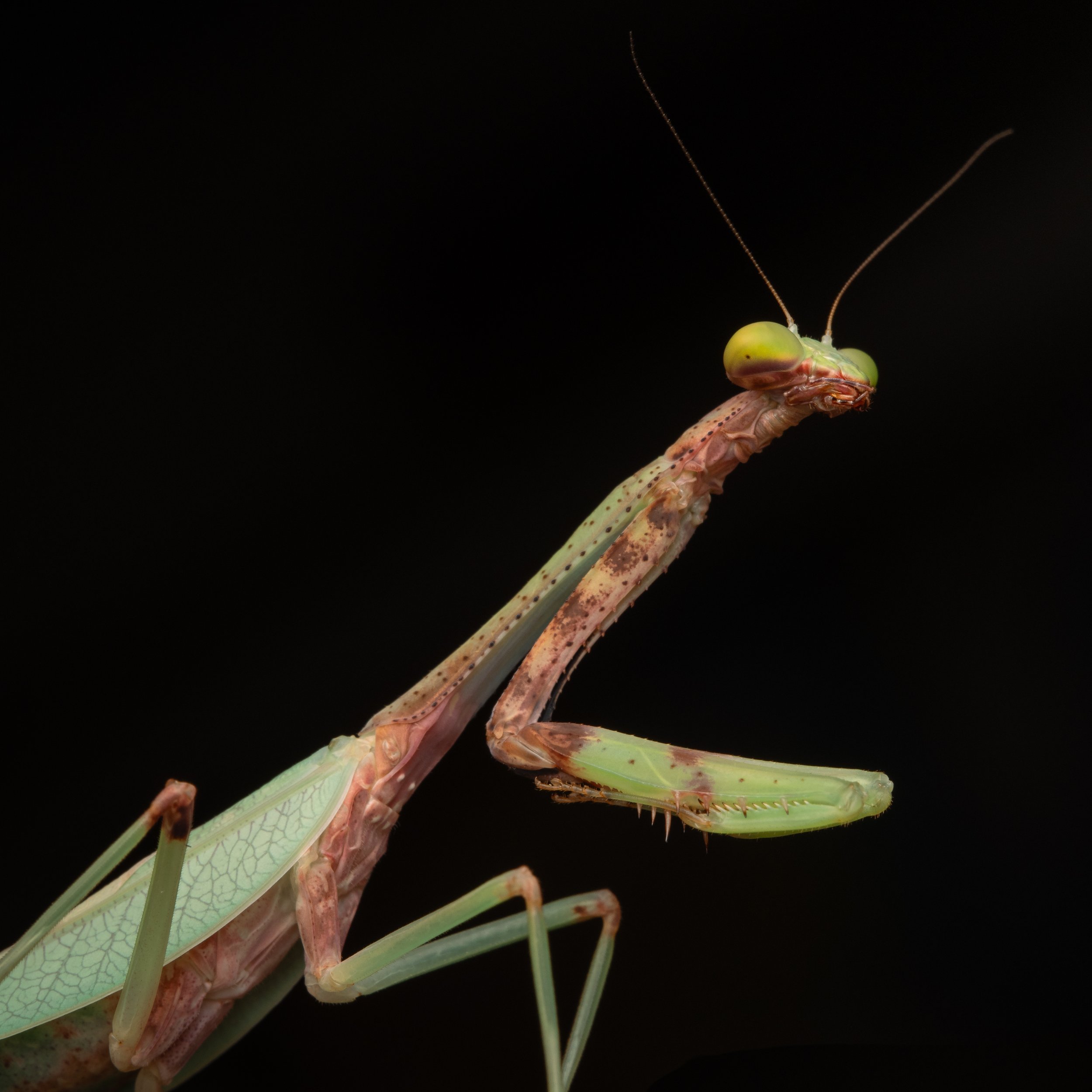 Mantodea - 19.jpg