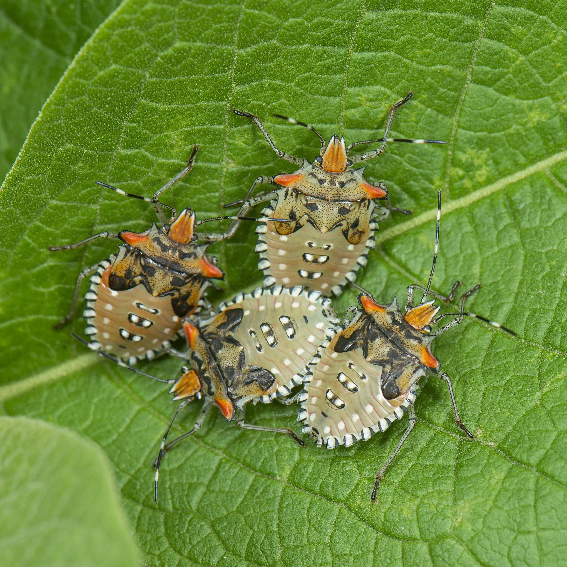 Hemiptera - 36.JPG