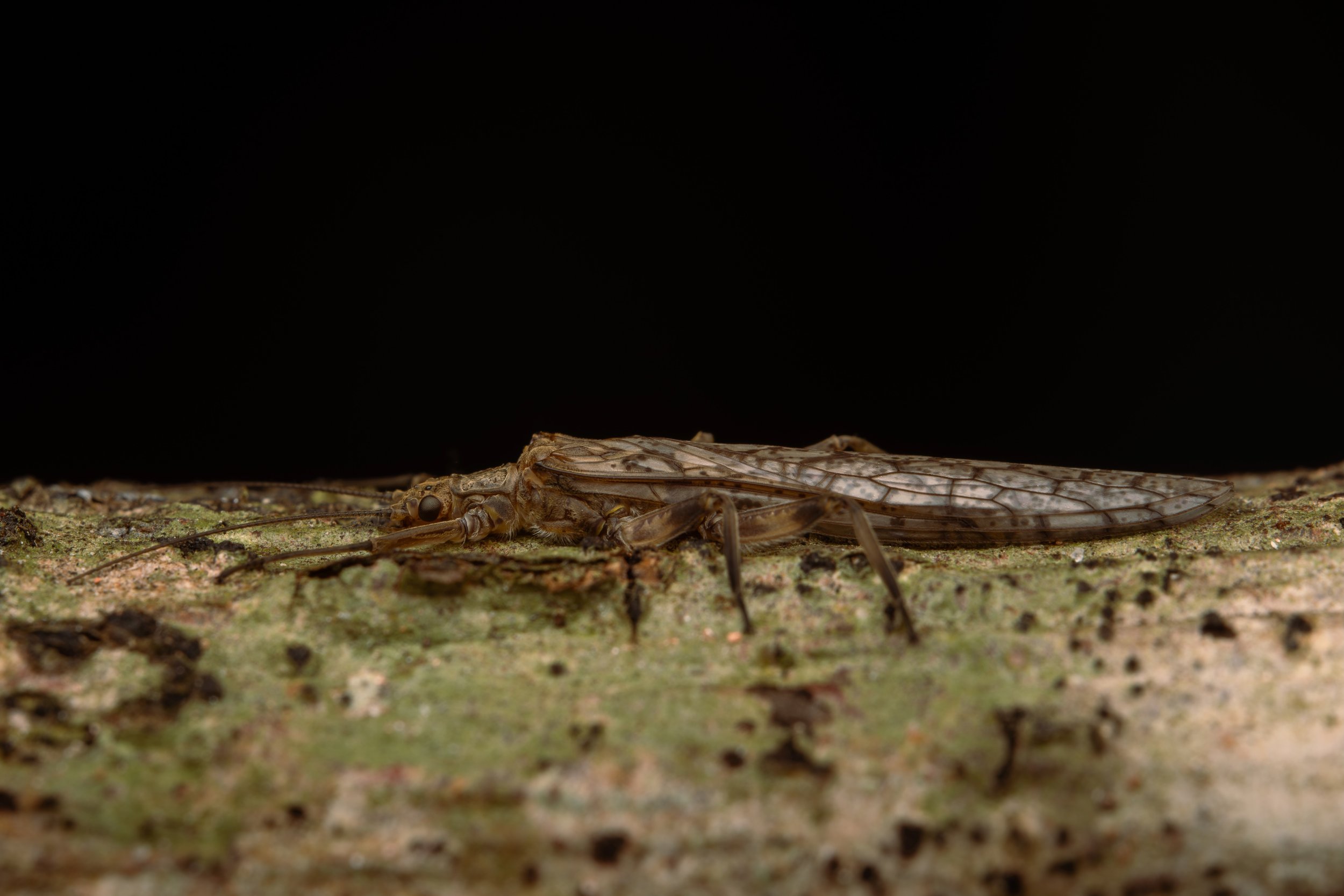 Plecoptera - 14.jpeg