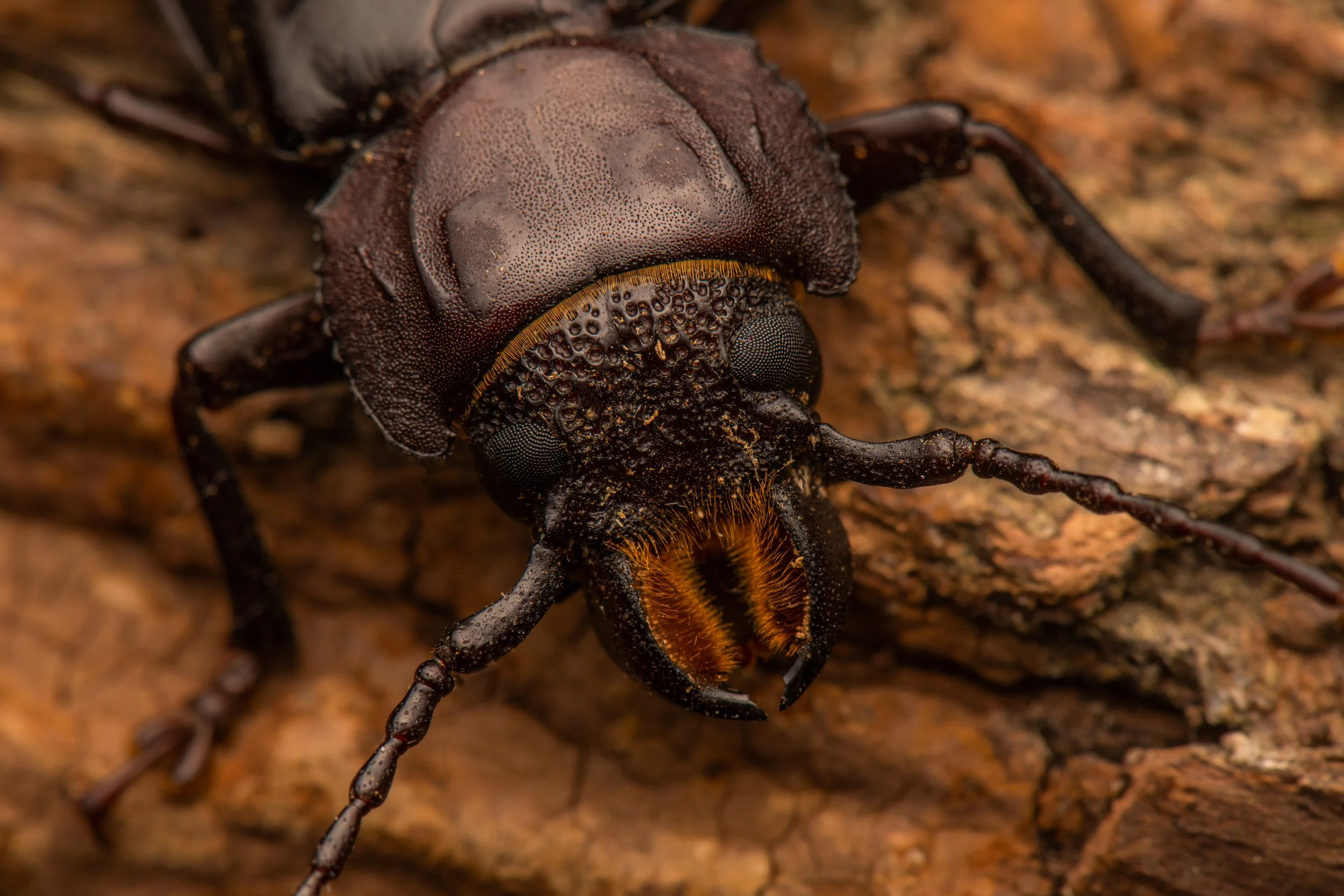 Coleoptera - 115.jpg