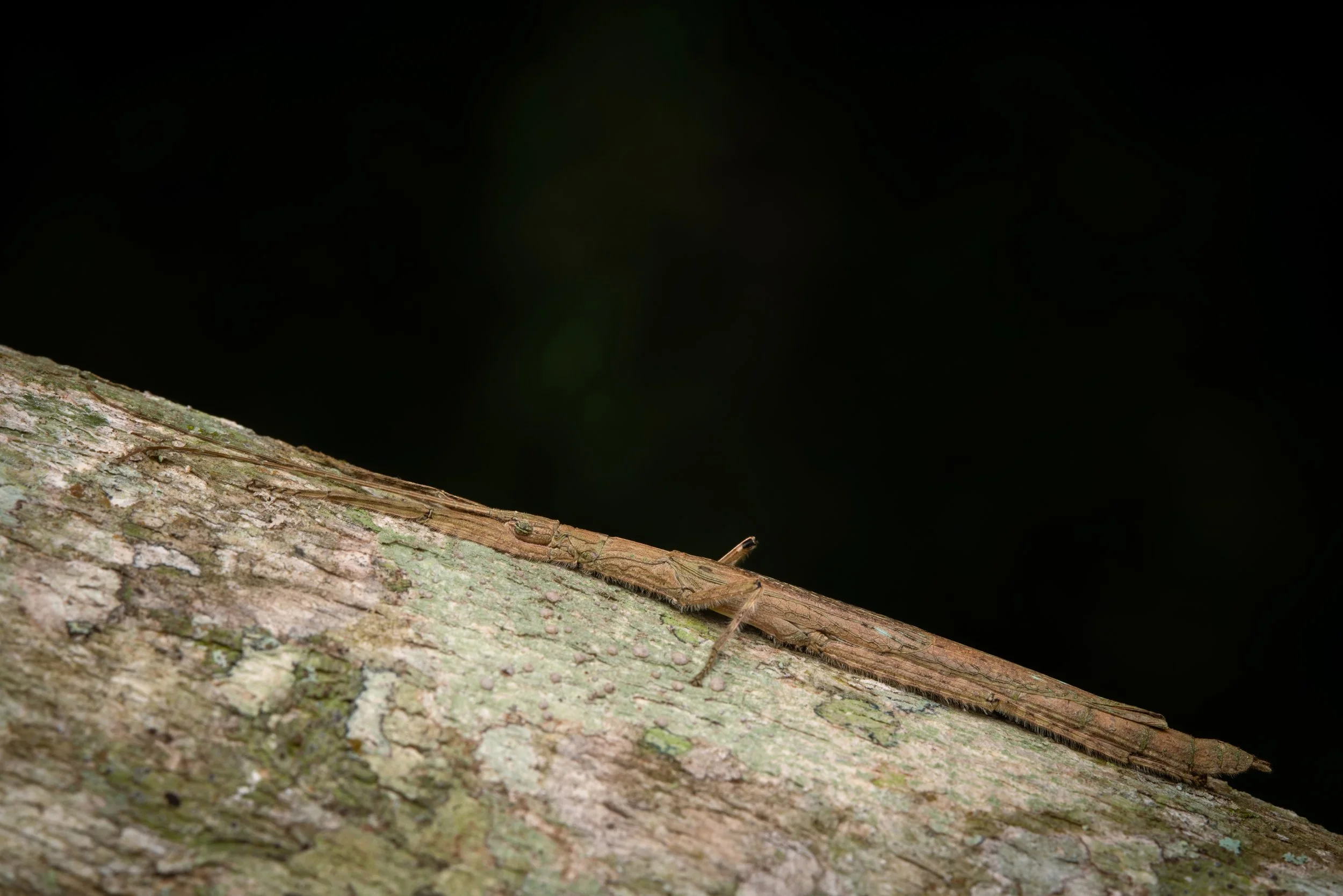 Phasmida - 10.jpeg