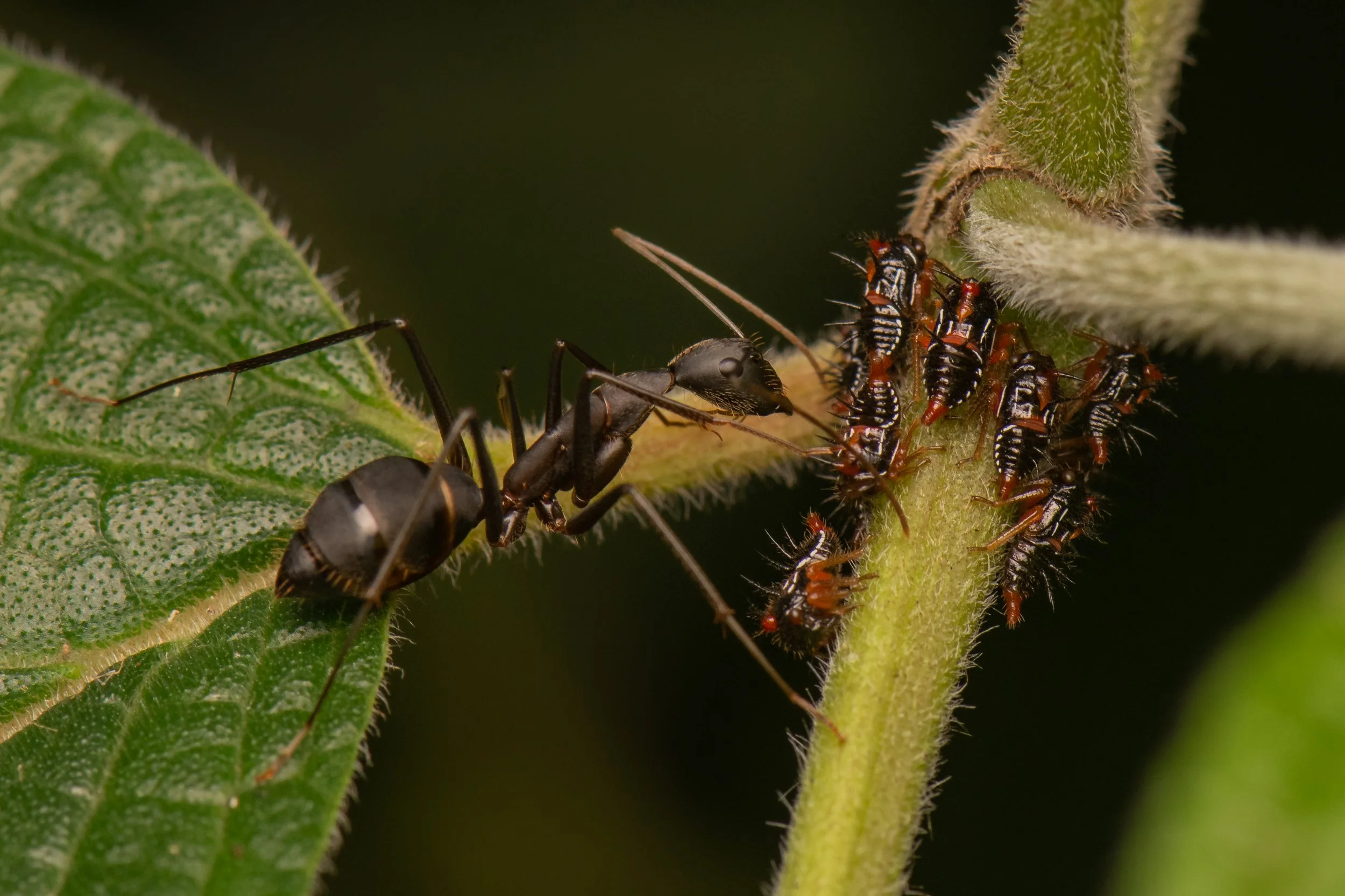 Hymenoptera - 59.jpg