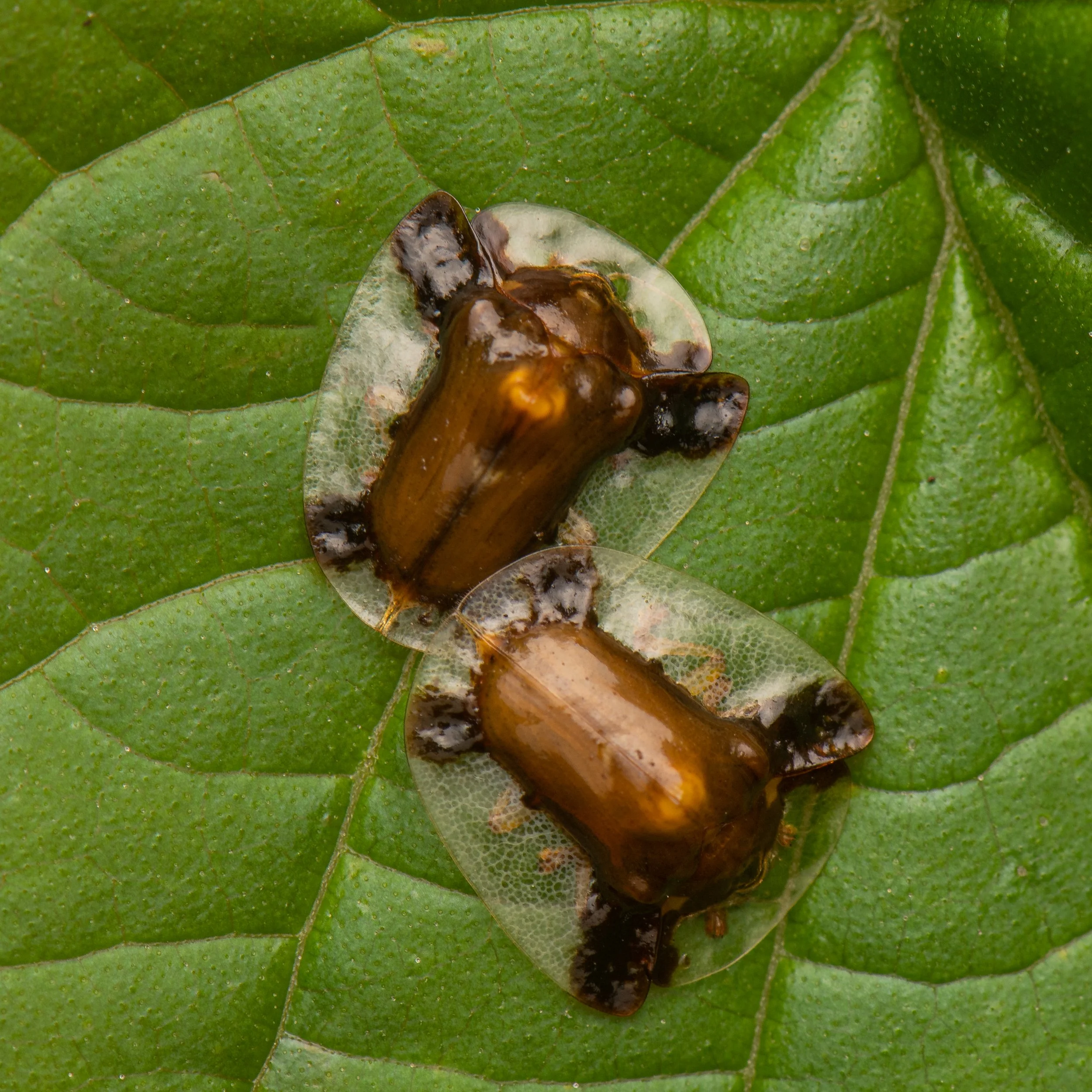 Coleoptera - 119.jpg