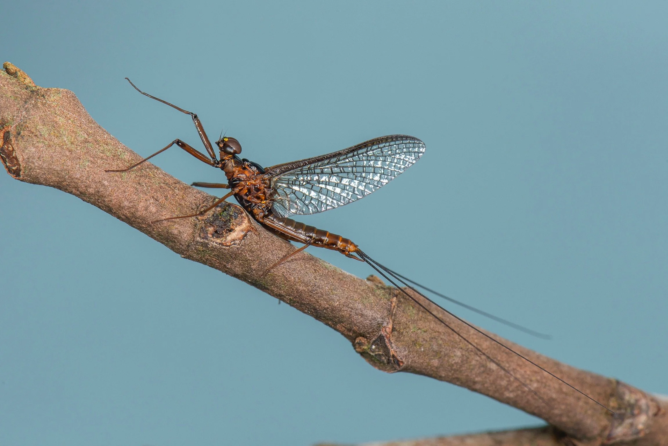 Leptophlebiidae - 20.jpeg