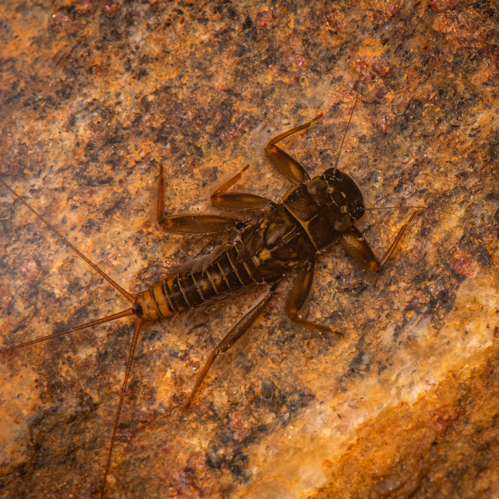 Leptophlebiidae - 42.jpeg