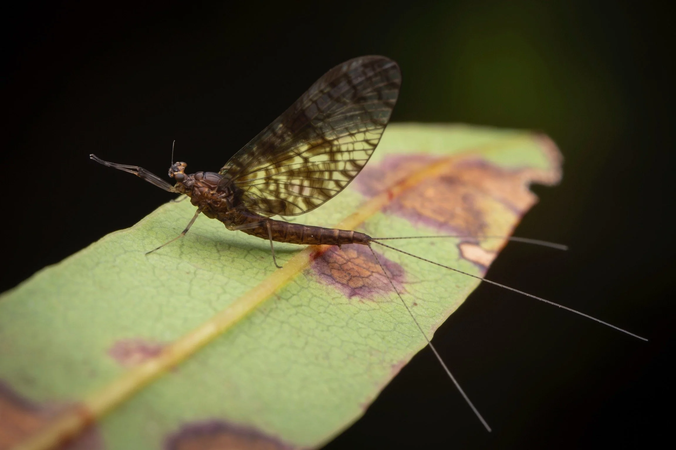 Leptophlebiidae - 88.jpeg