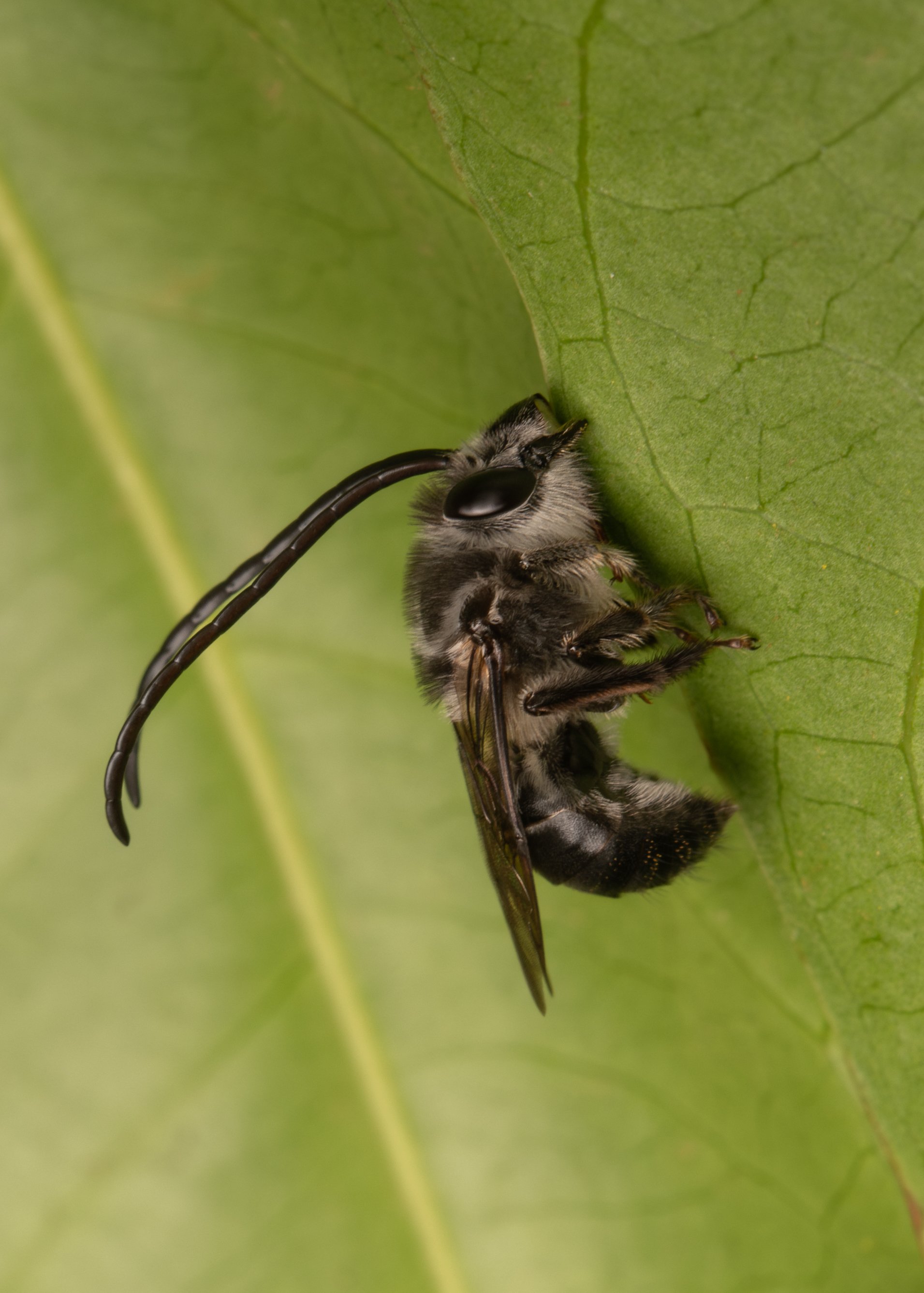 Hymenoptera - 21.jpg