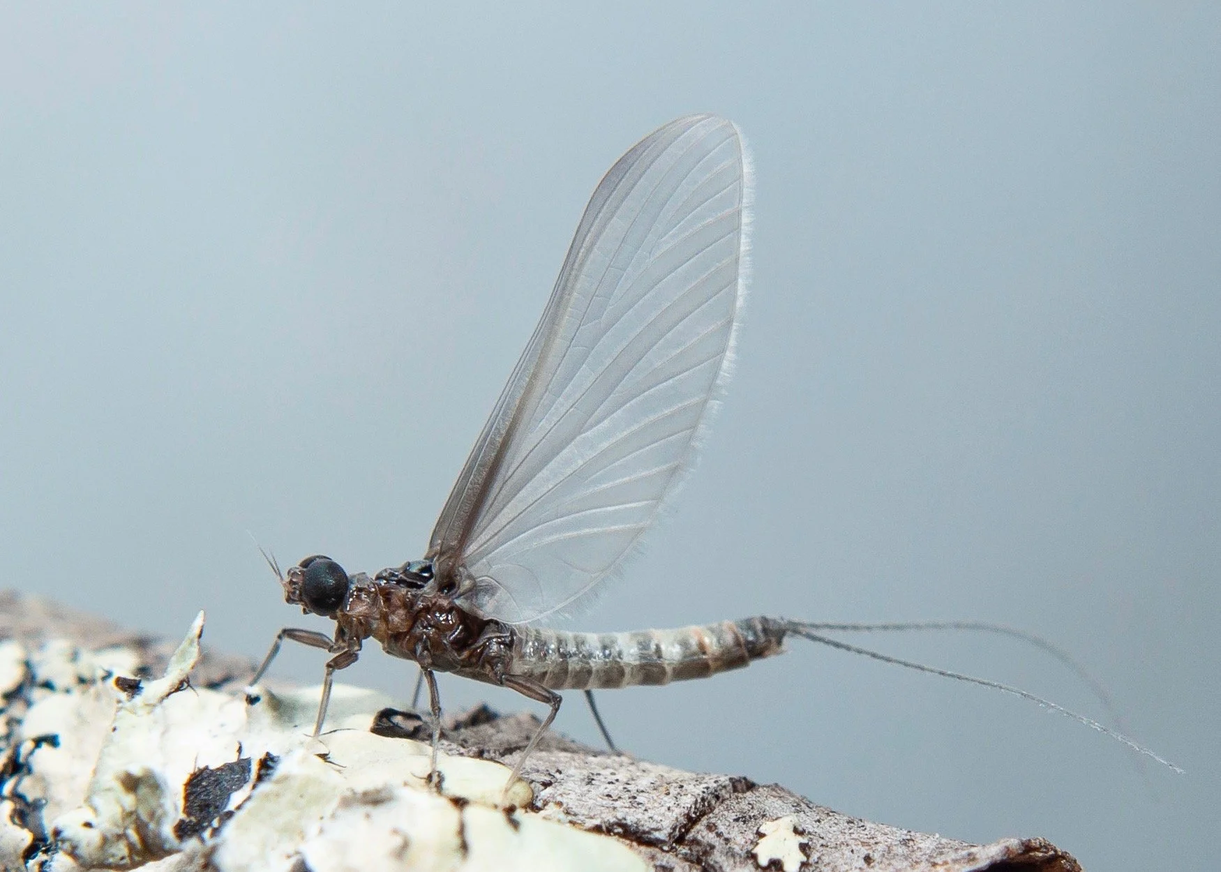 Leptohyphidae - 6.jpeg