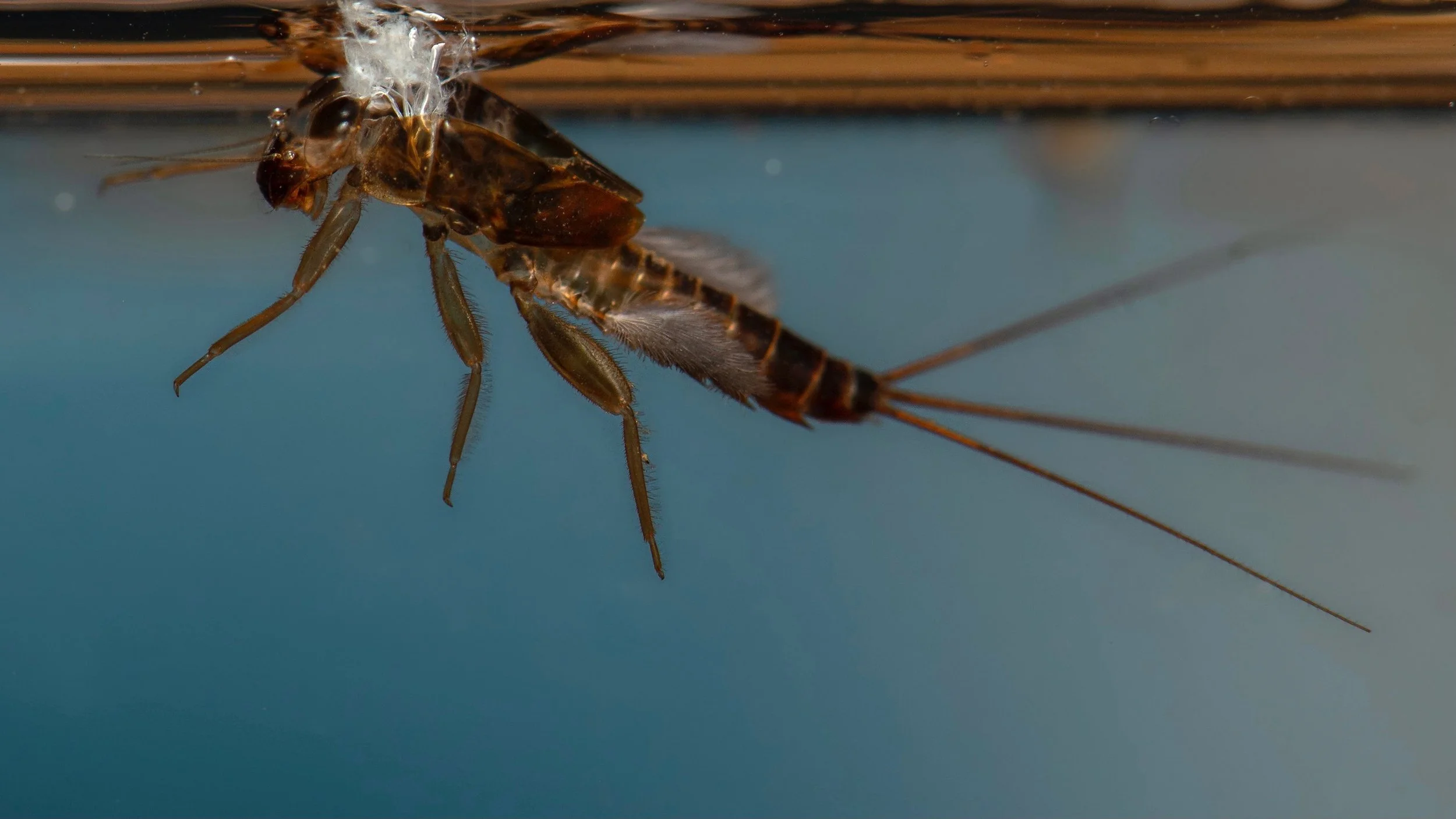 Leptophlebiidae - 41.jpeg