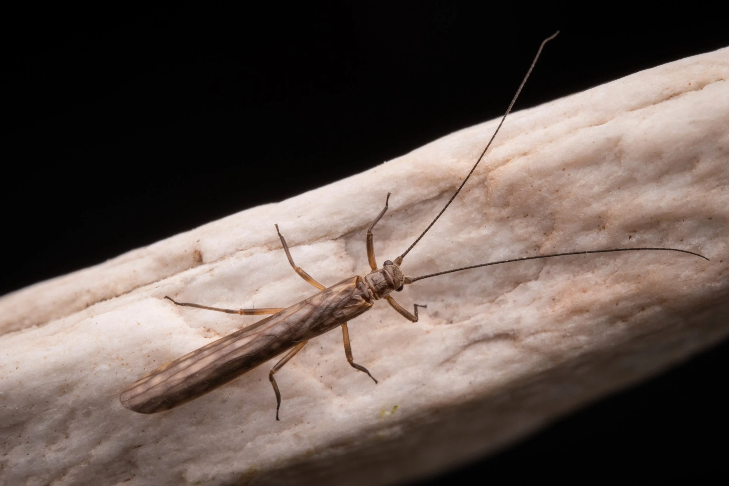 Plecoptera - 41.jpeg