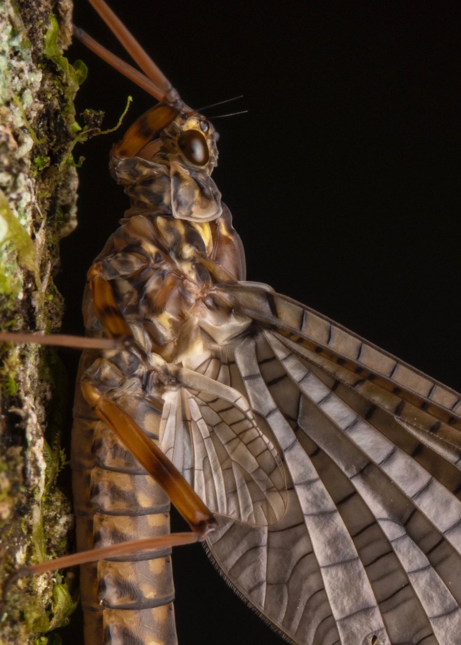 Leptophlebiidae - 59.jpeg