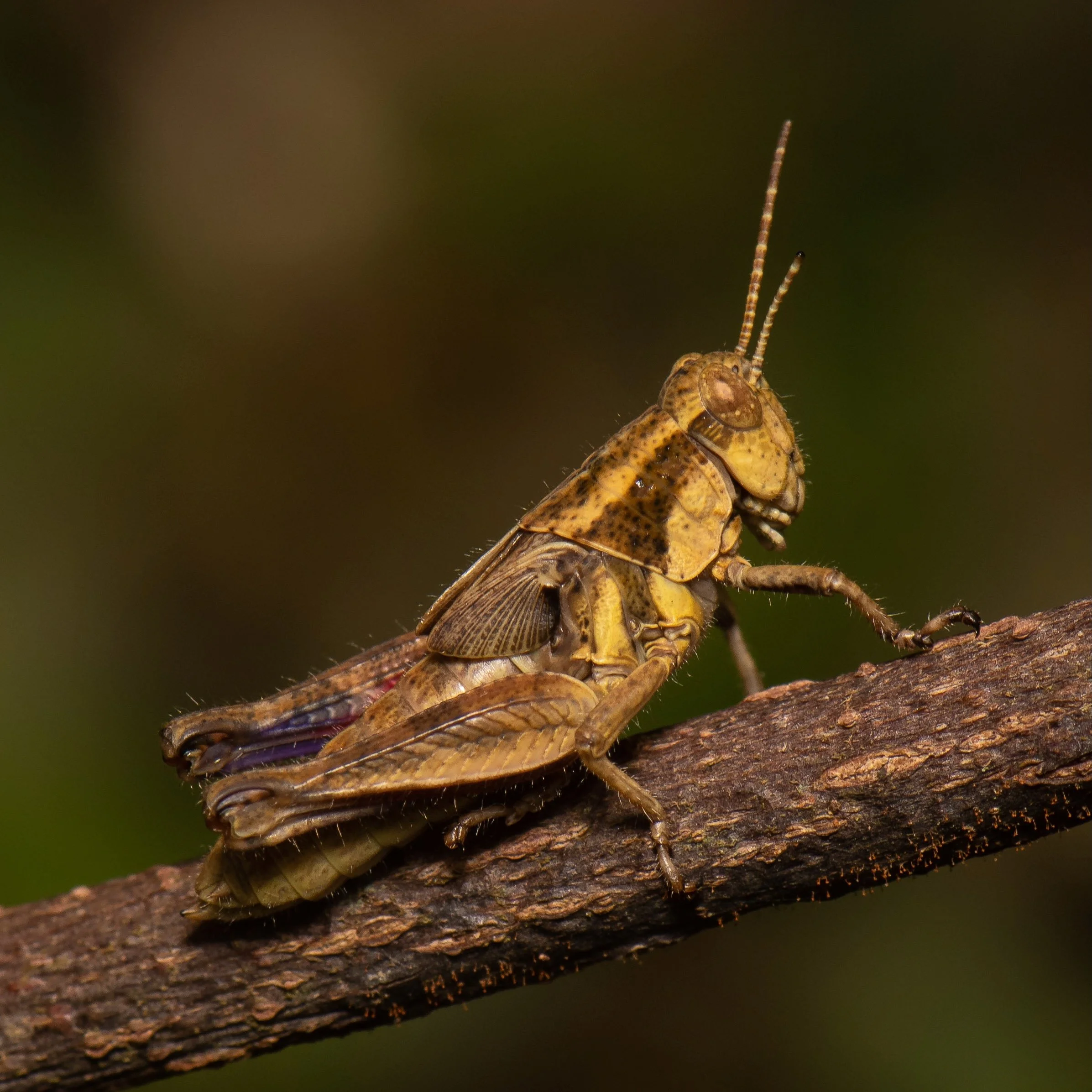 Orthoptera - 75.jpeg