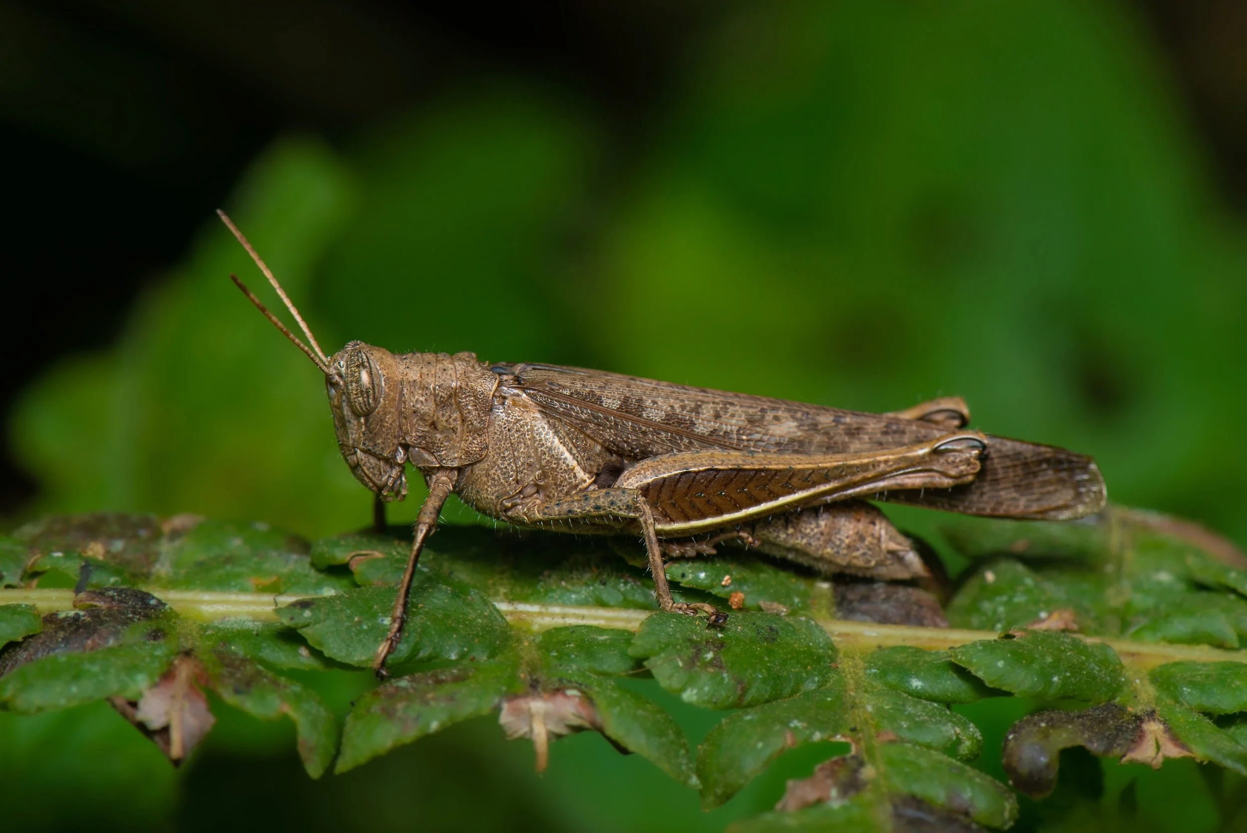 Orthoptera - 98.jpeg