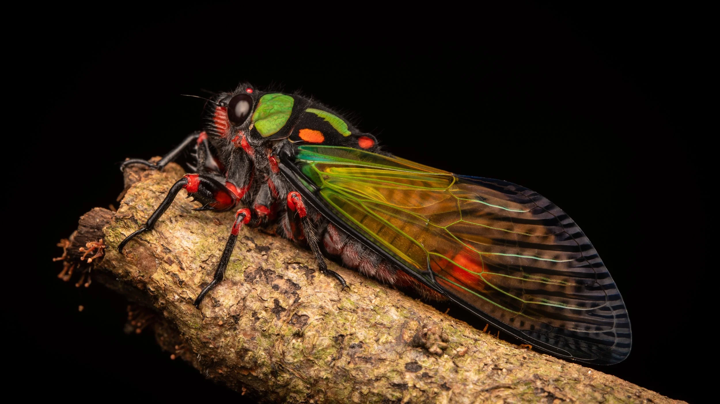 Mata_do_Paraíso - 13.jpeg