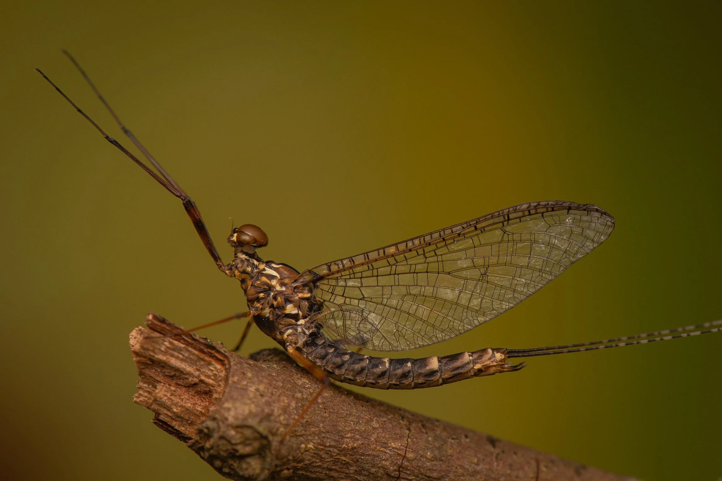 Leptophlebiidae - 45.jpeg