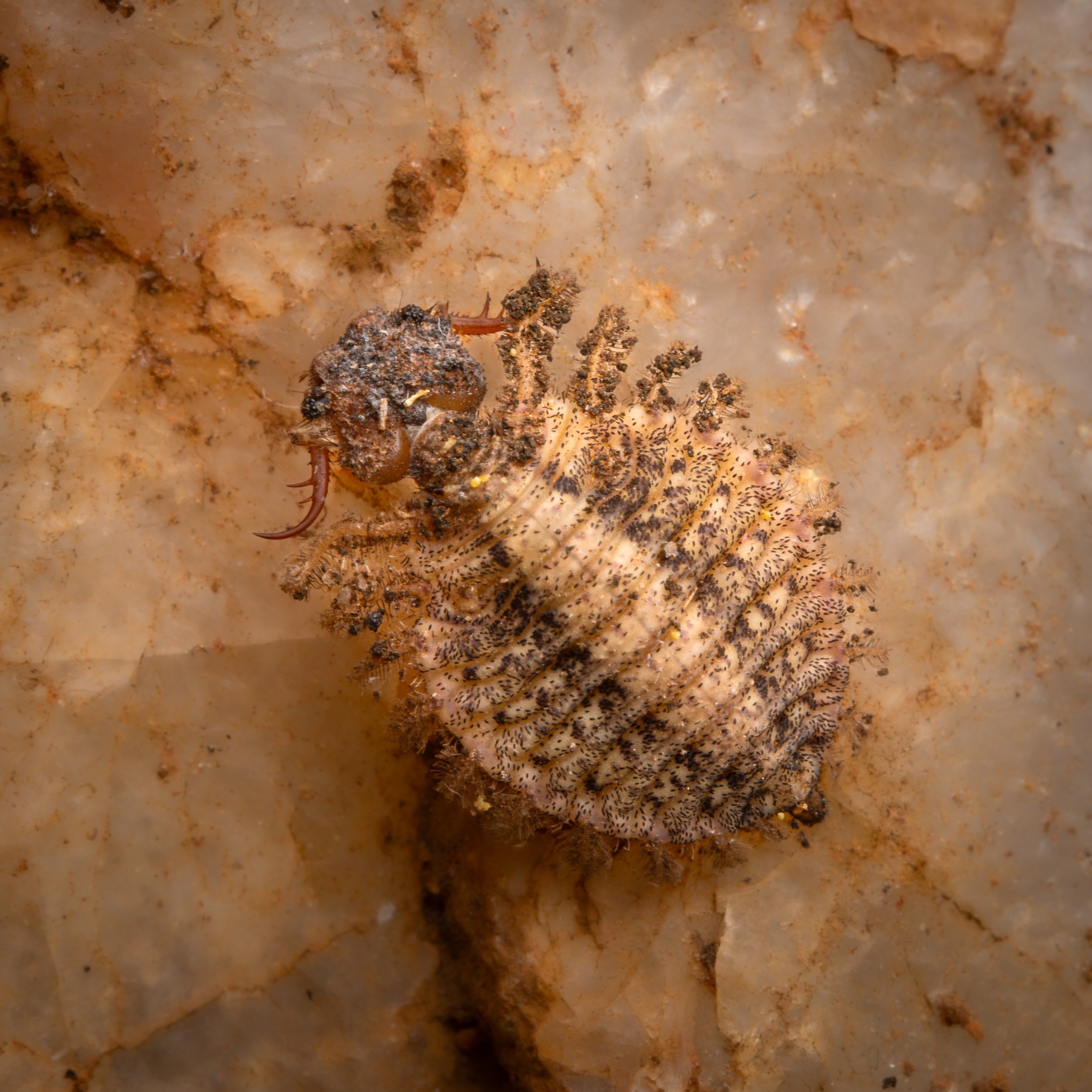 Neuroptera - 32 - 1.jpeg