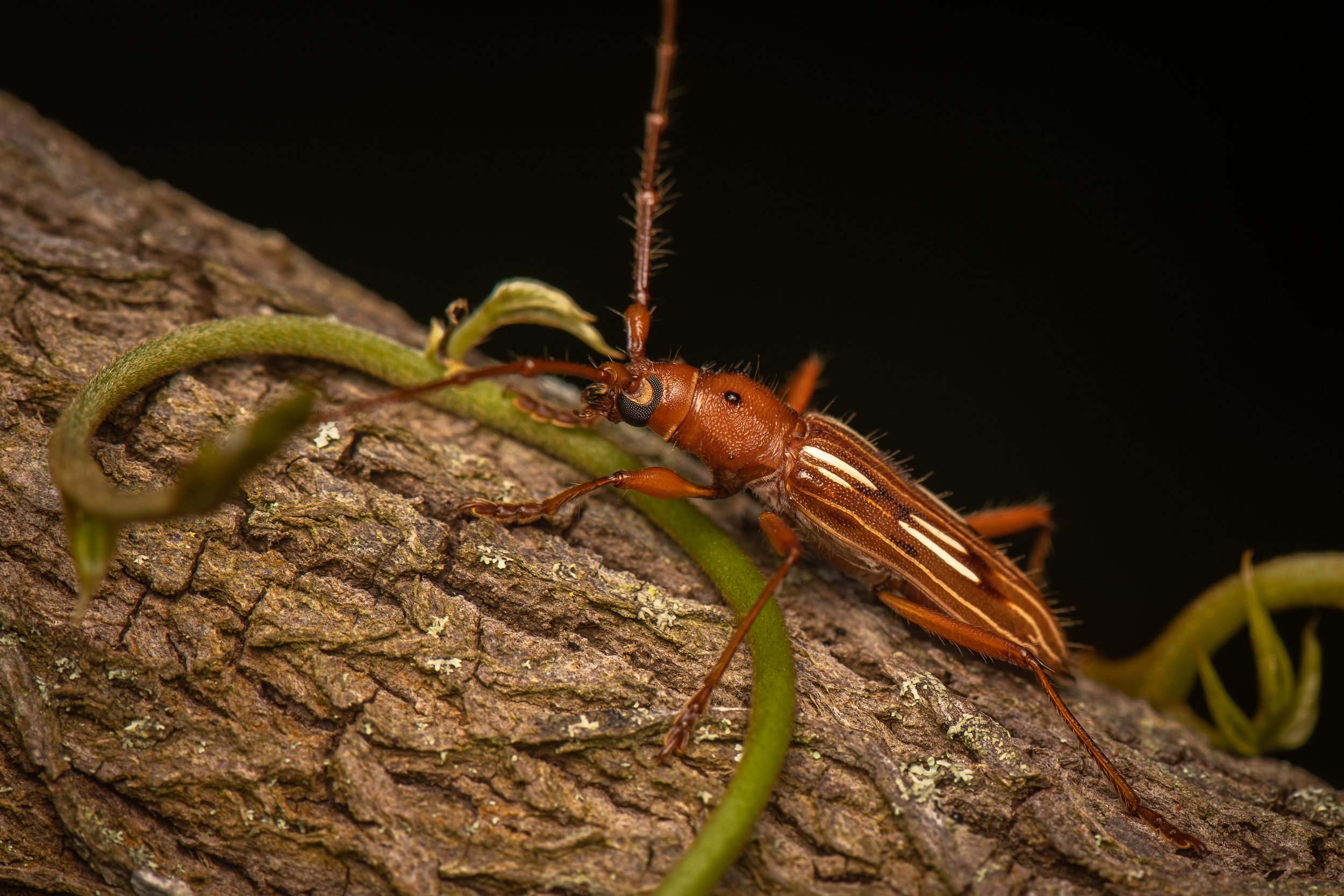 Coleoptera - 106.jpg