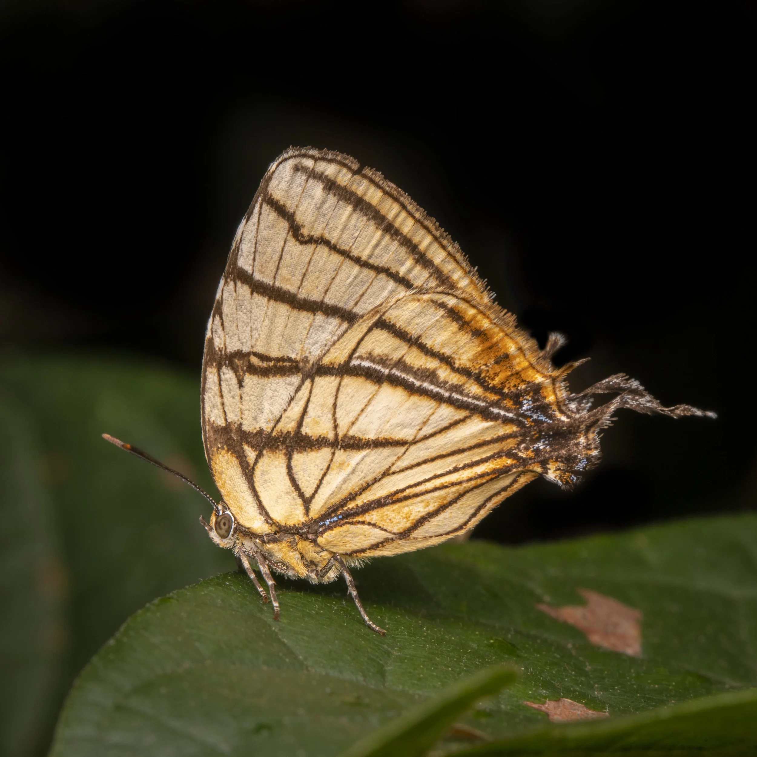 Lepidoptera - 16.jpg