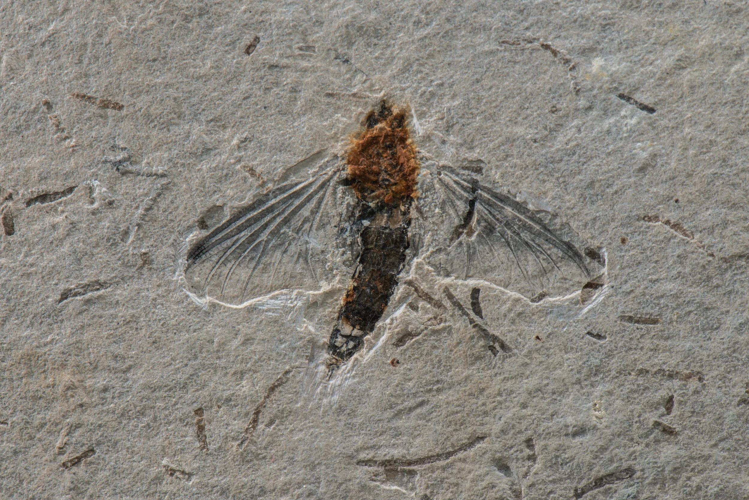 OLIGONEURIIDAE