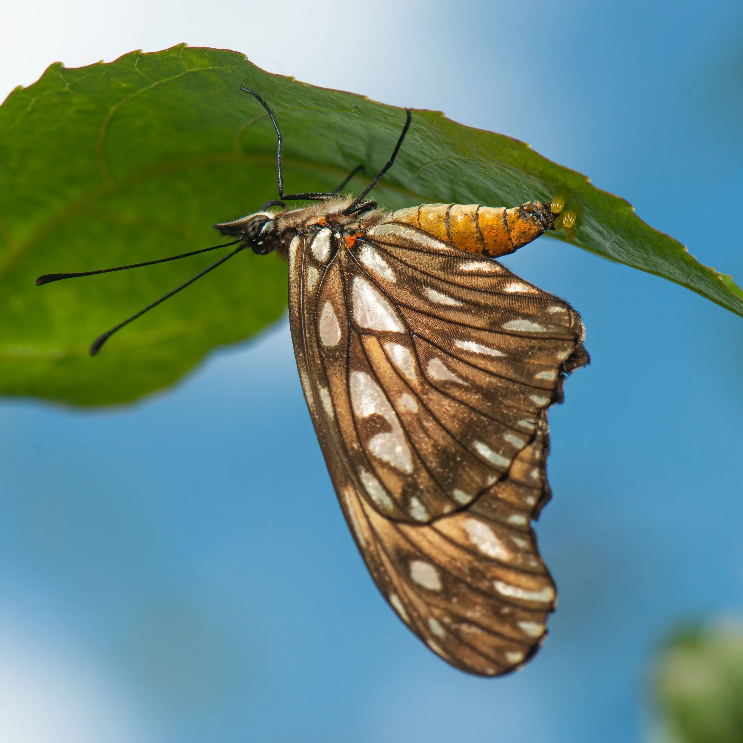 Lepidoptera - 69.jpg