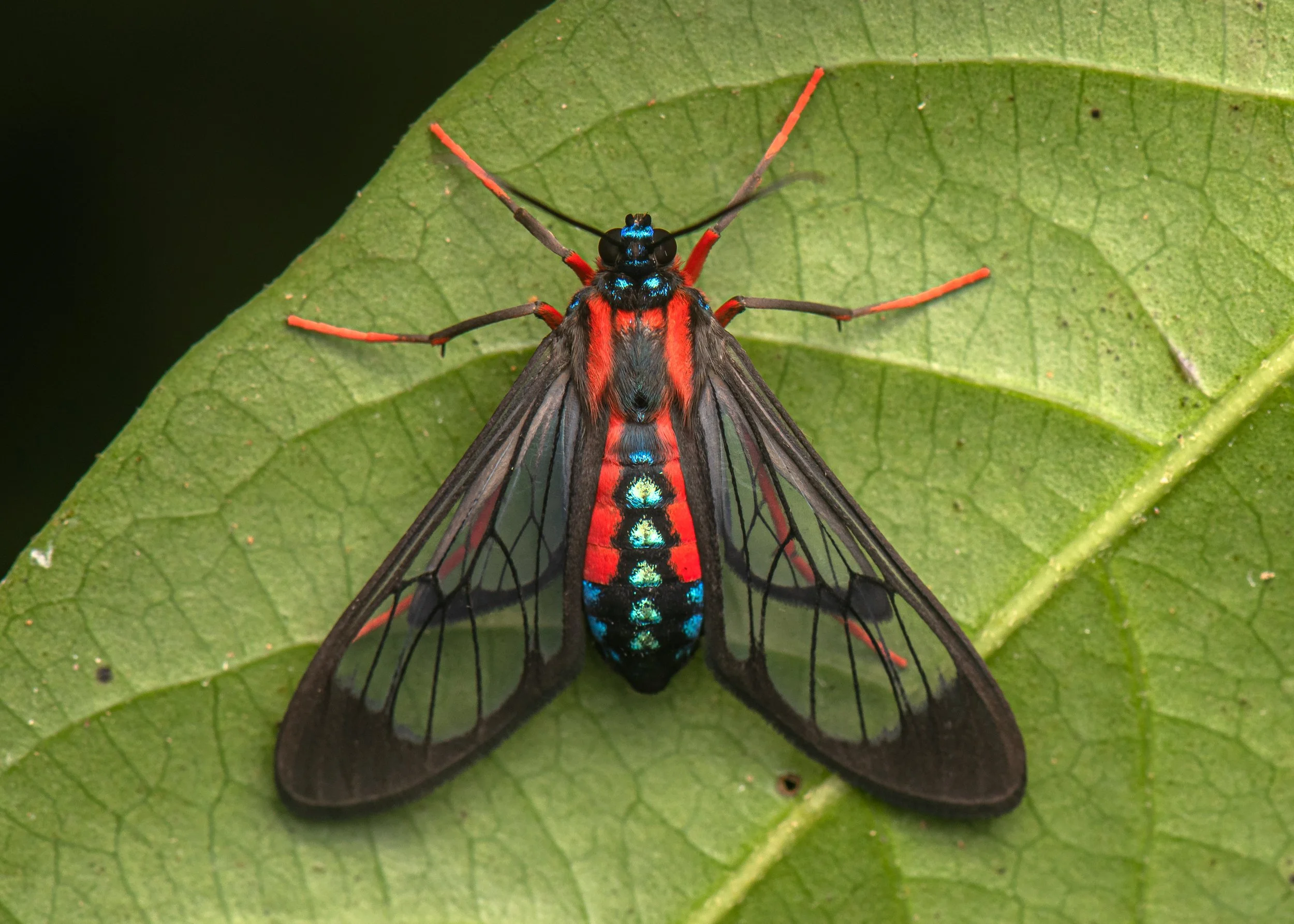 Lepidoptera - 44.jpg