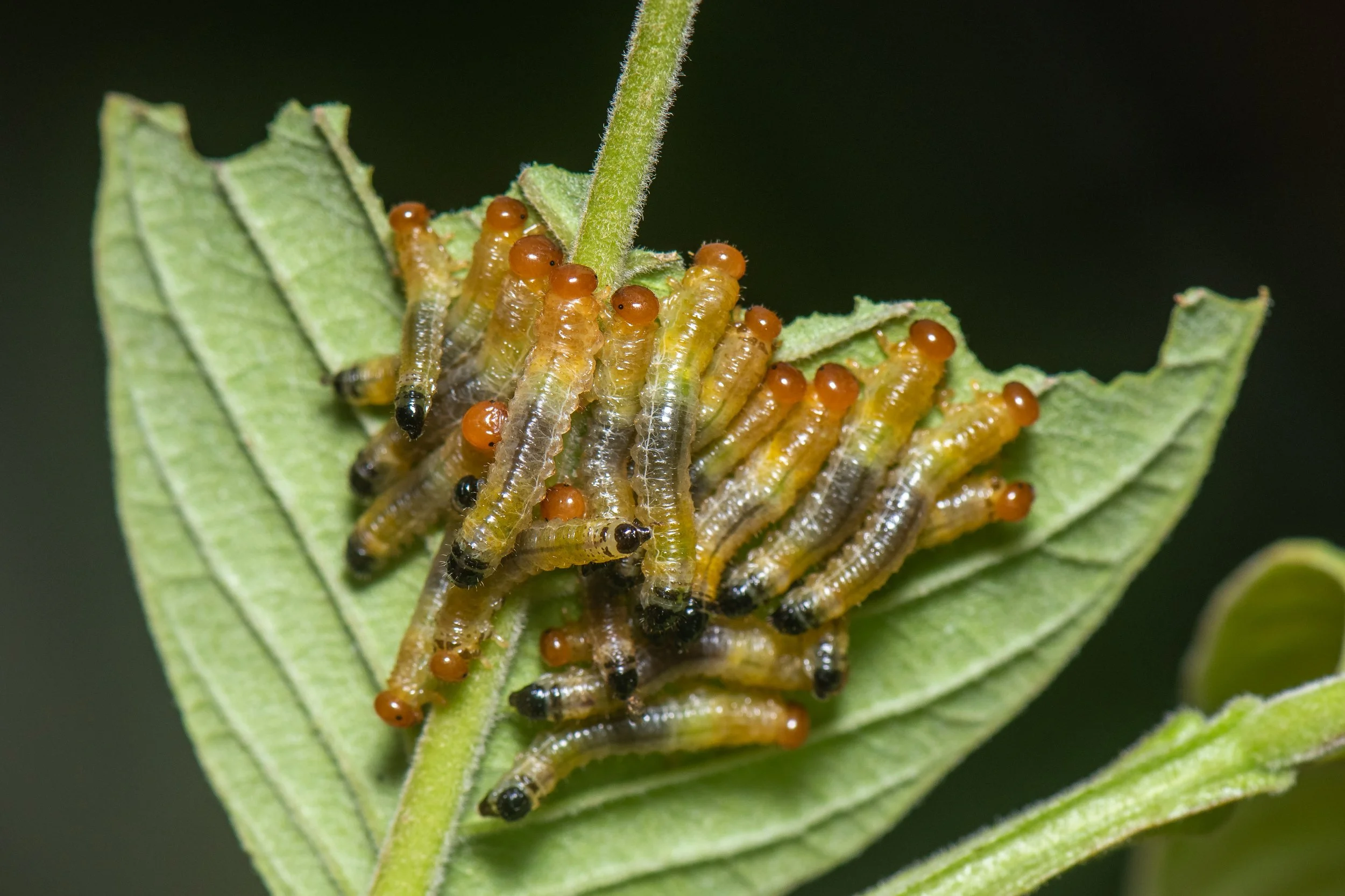 Hymenoptera - 82.jpg