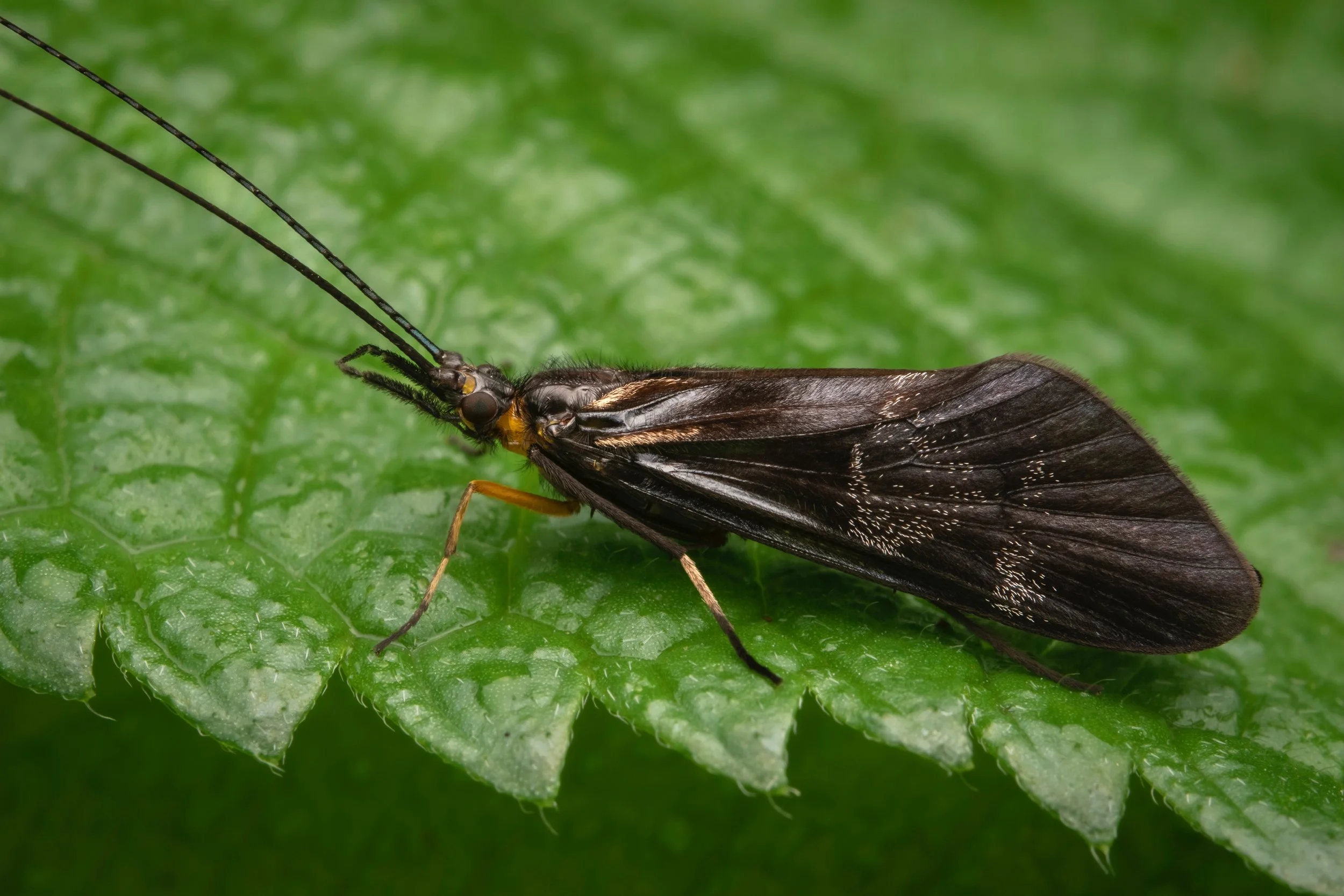 Trichoptera - 9.jpeg