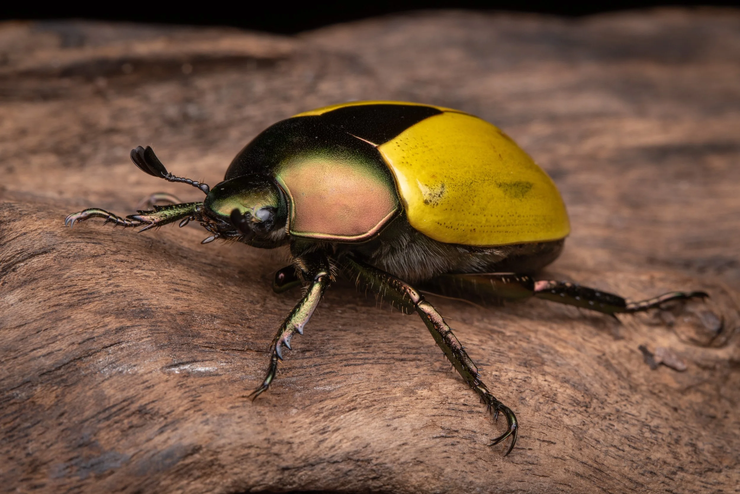 Coleoptera - 73.jpeg