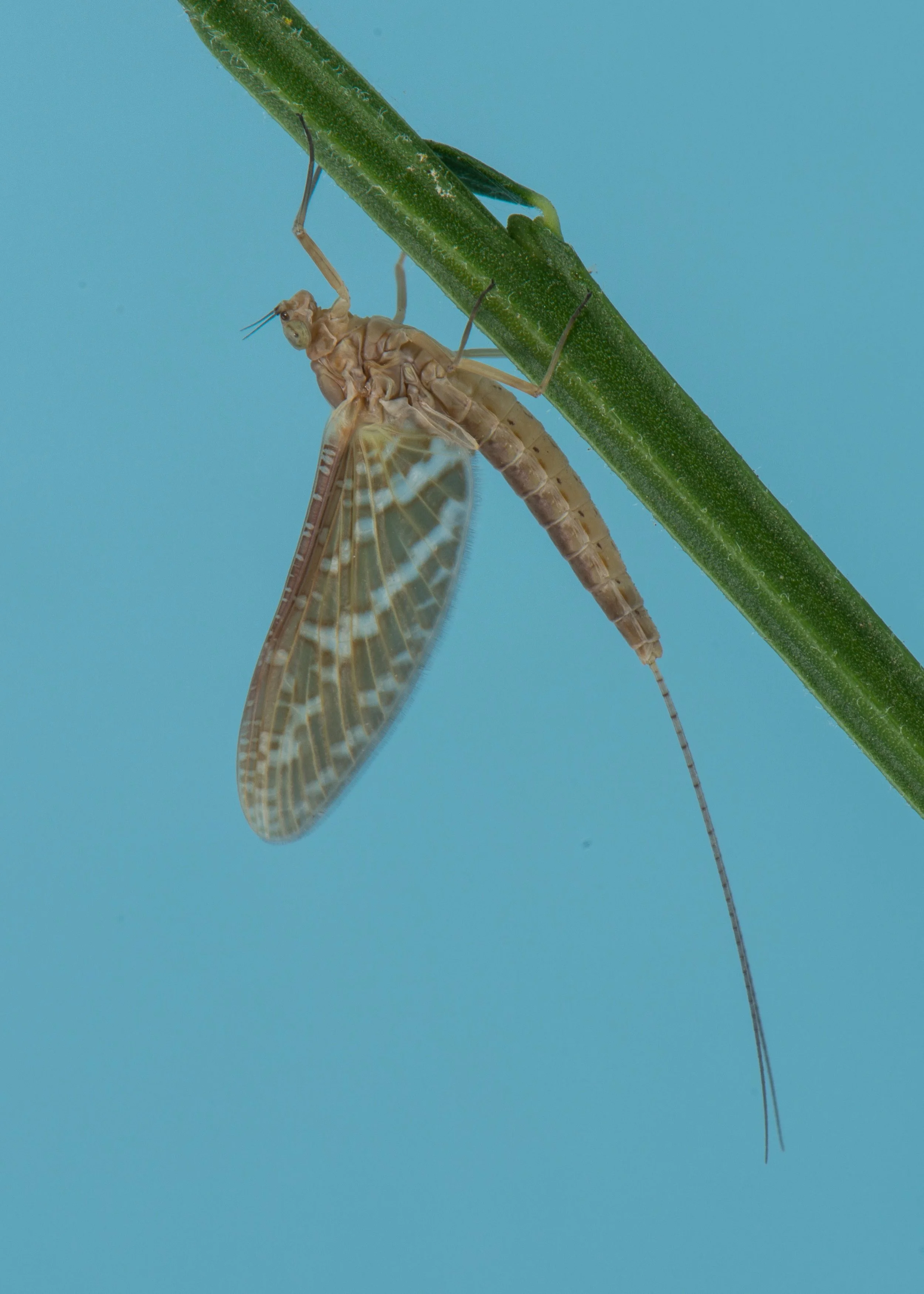 Baetidae - 1 (1).jpeg