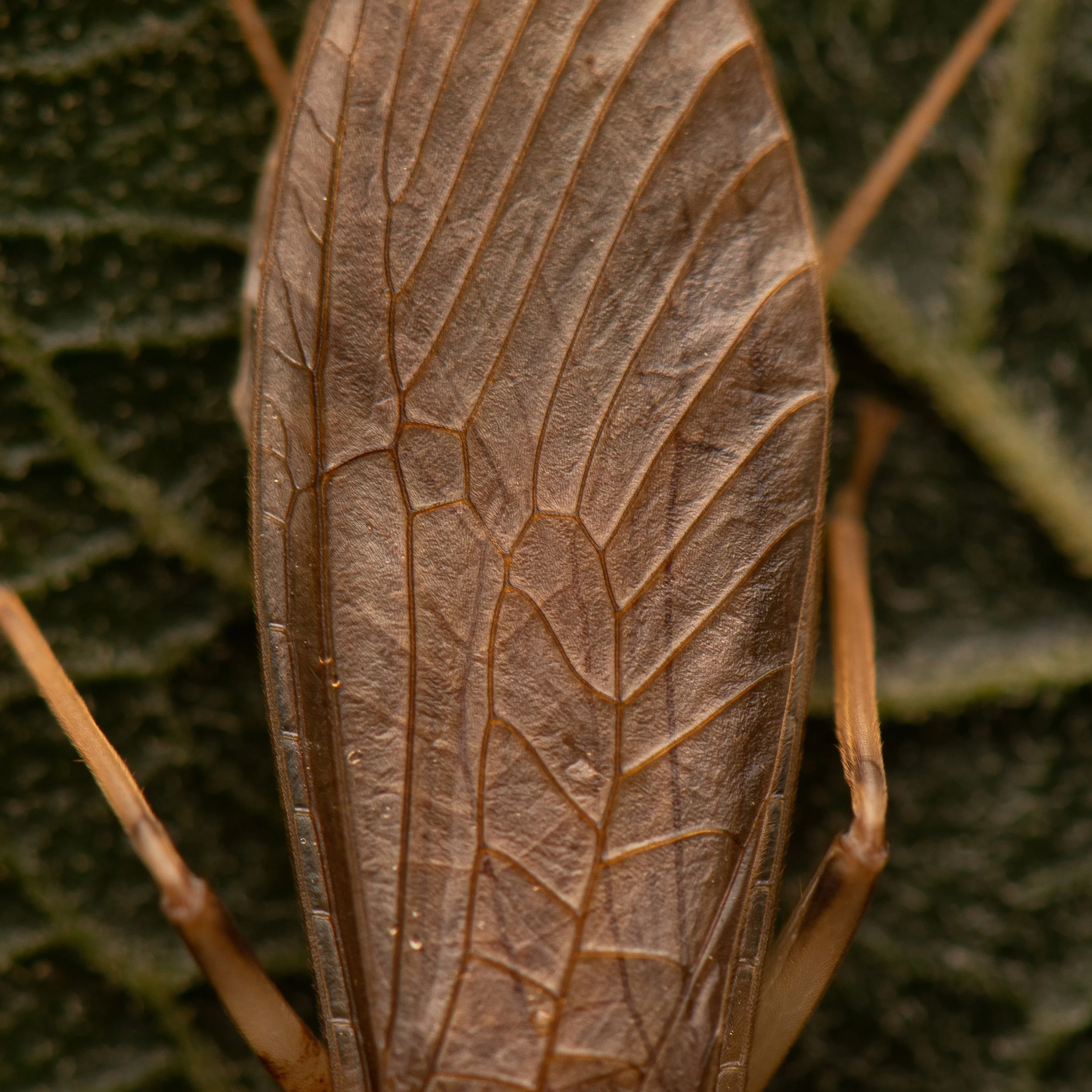 Plecoptera - 83.jpeg