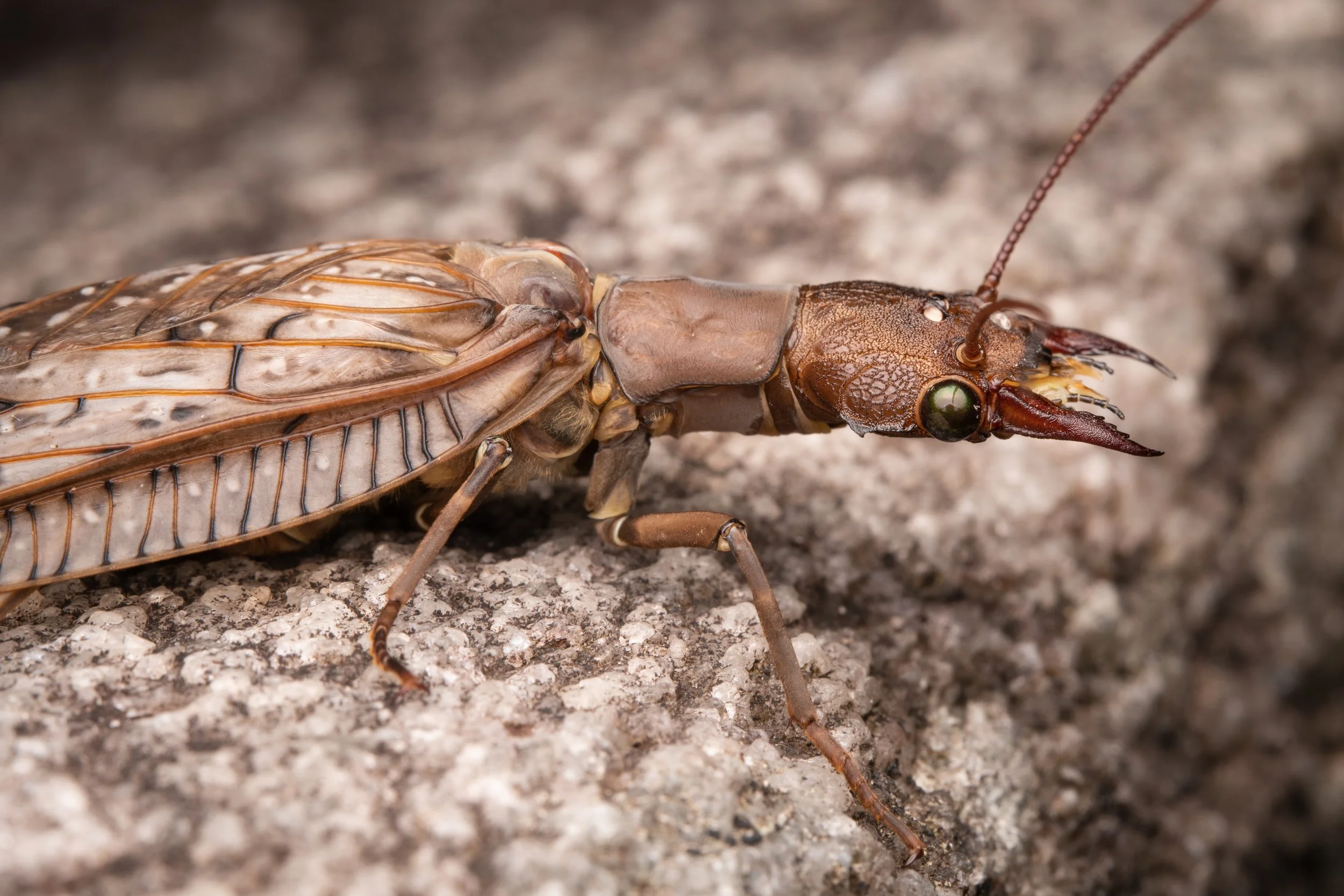 Megaloptera - 7.jpeg