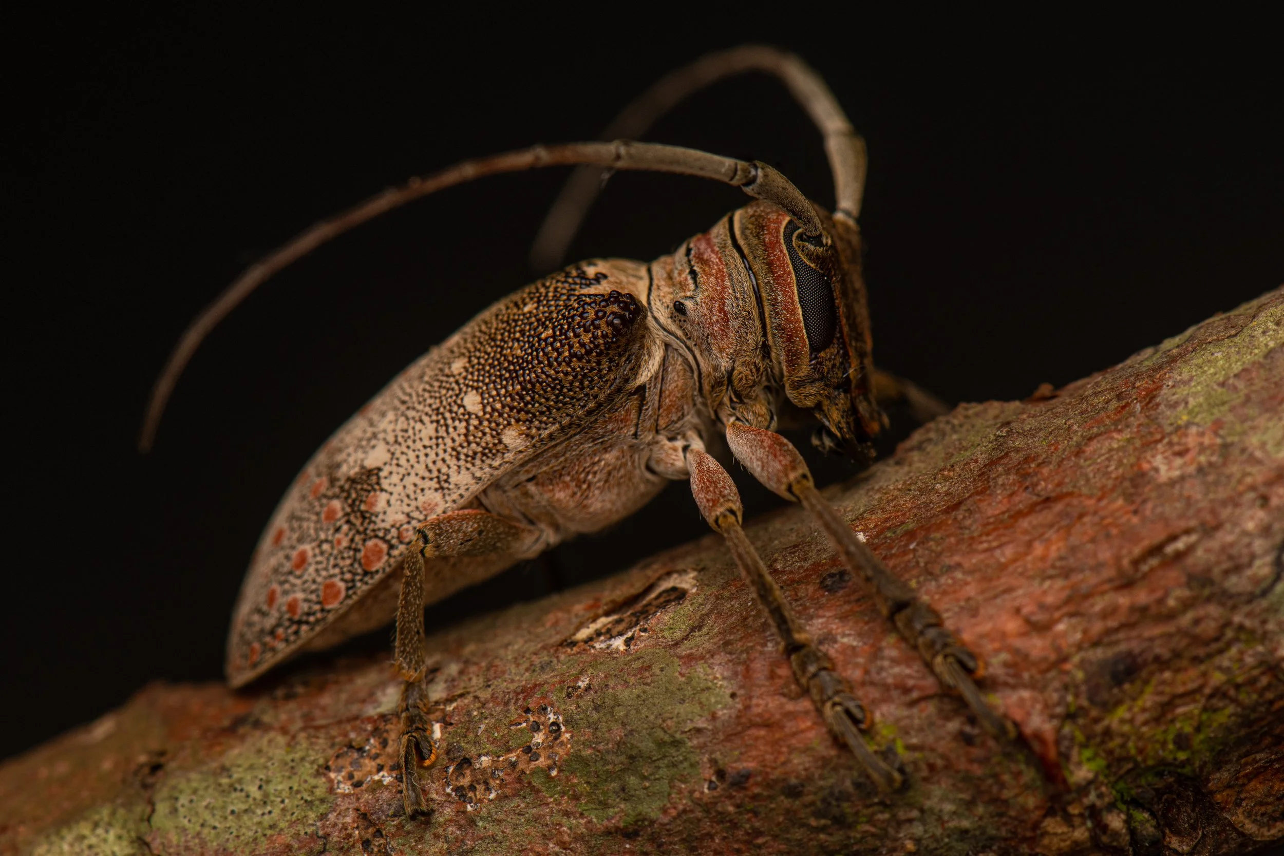 Coleoptera - 105.jpg