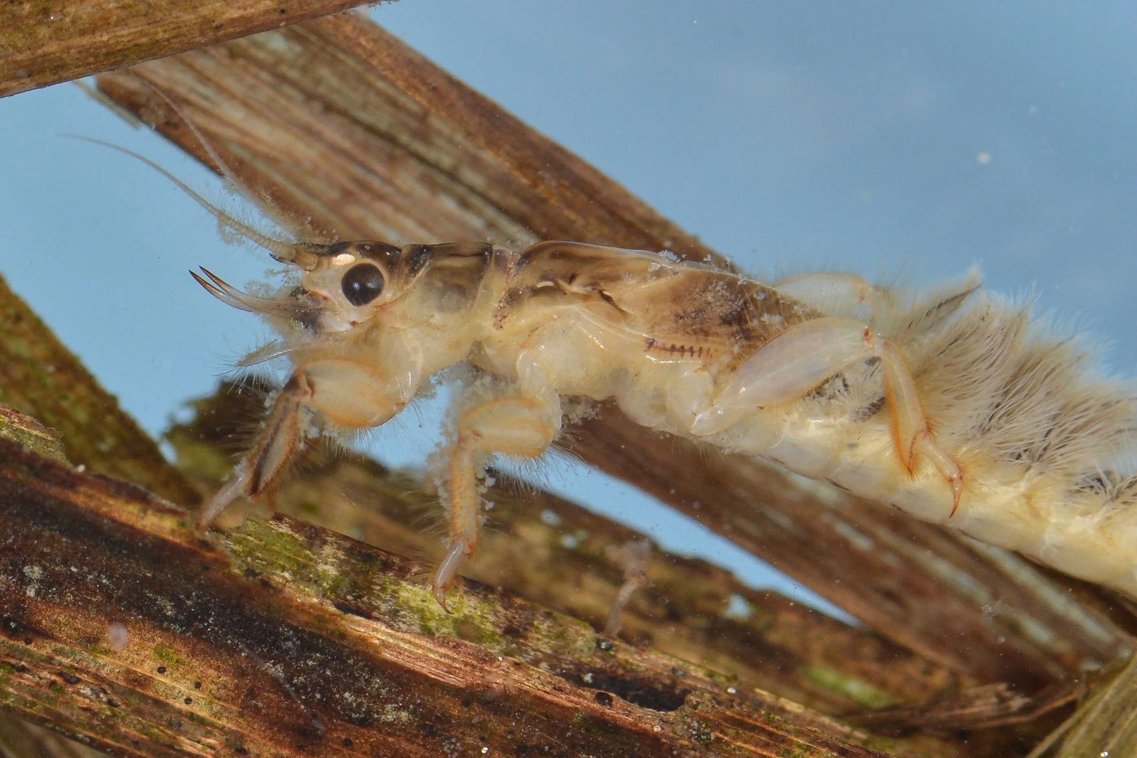 Ephemeridae - 3.jpeg