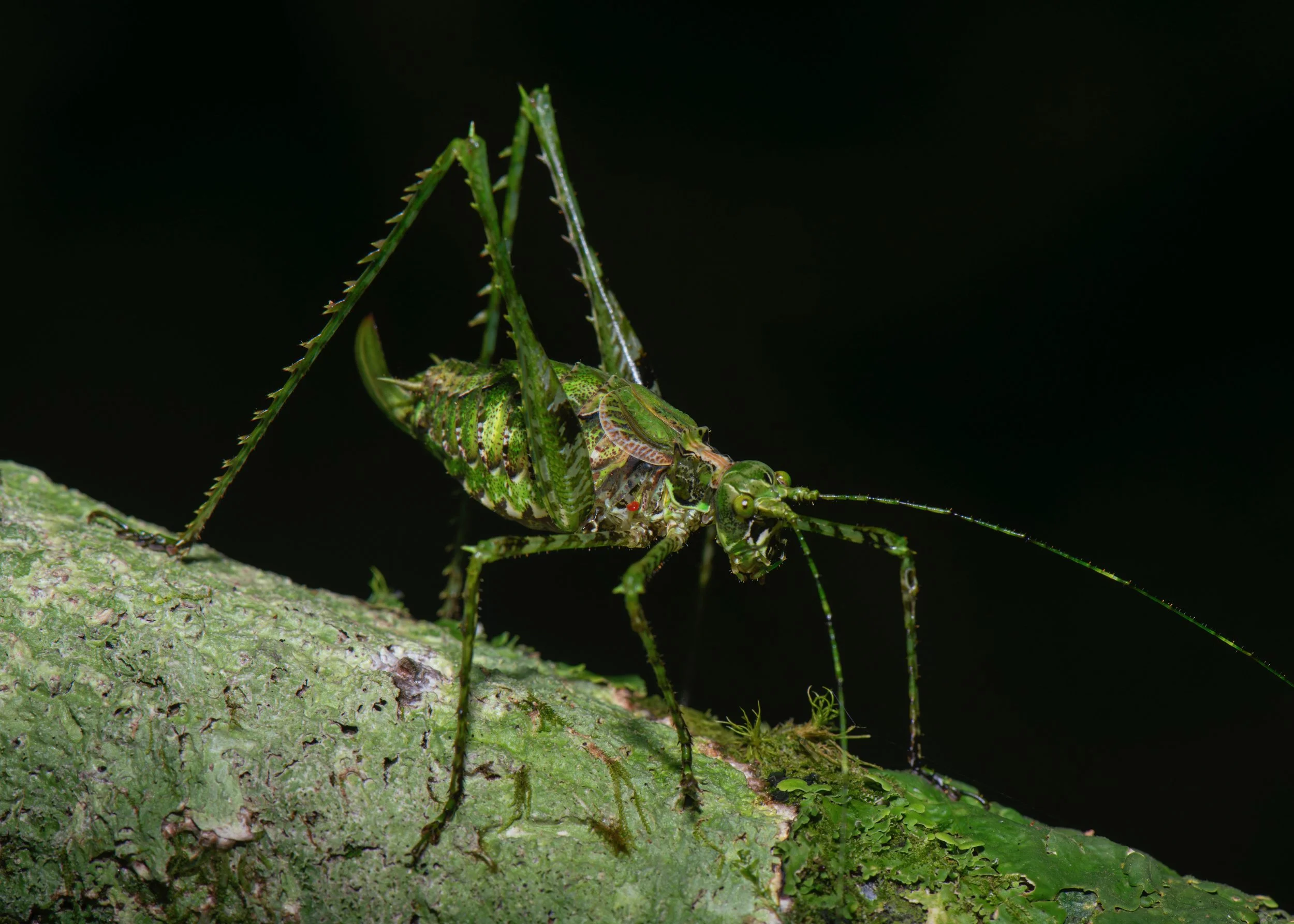 Orthoptera - 116.jpeg