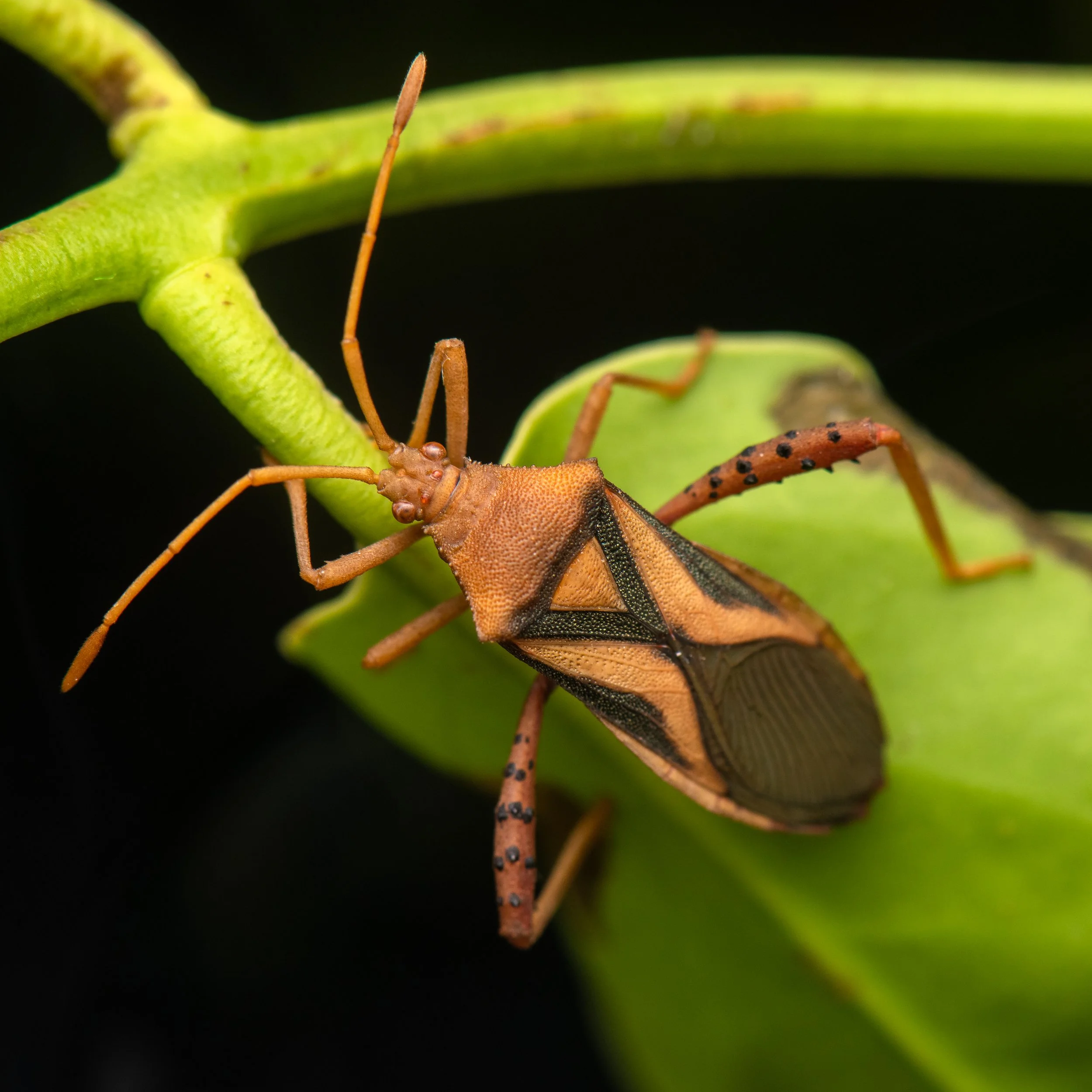 Hemiptera - 19.jpg