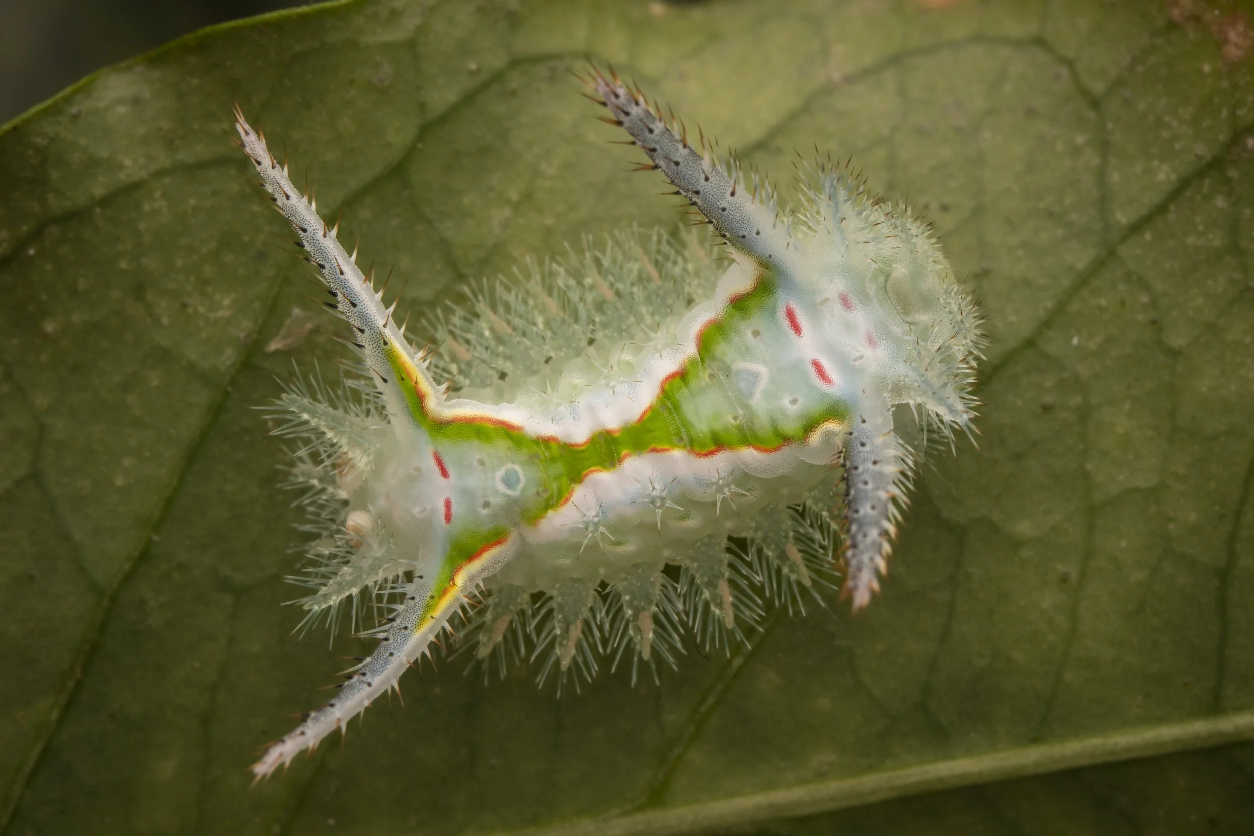 Lepidoptera - 33.jpg