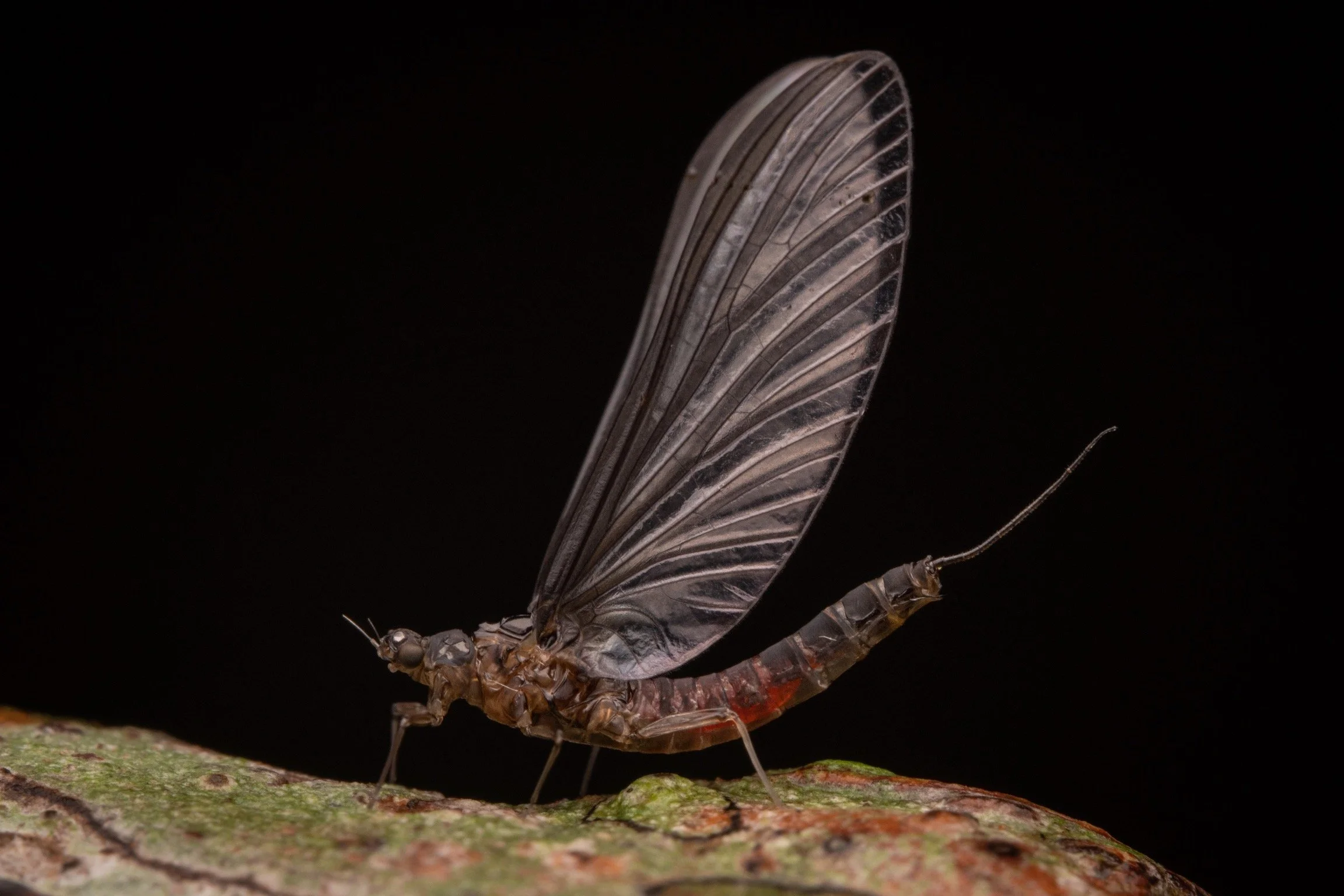 Leptohyphidae - 4.jpeg