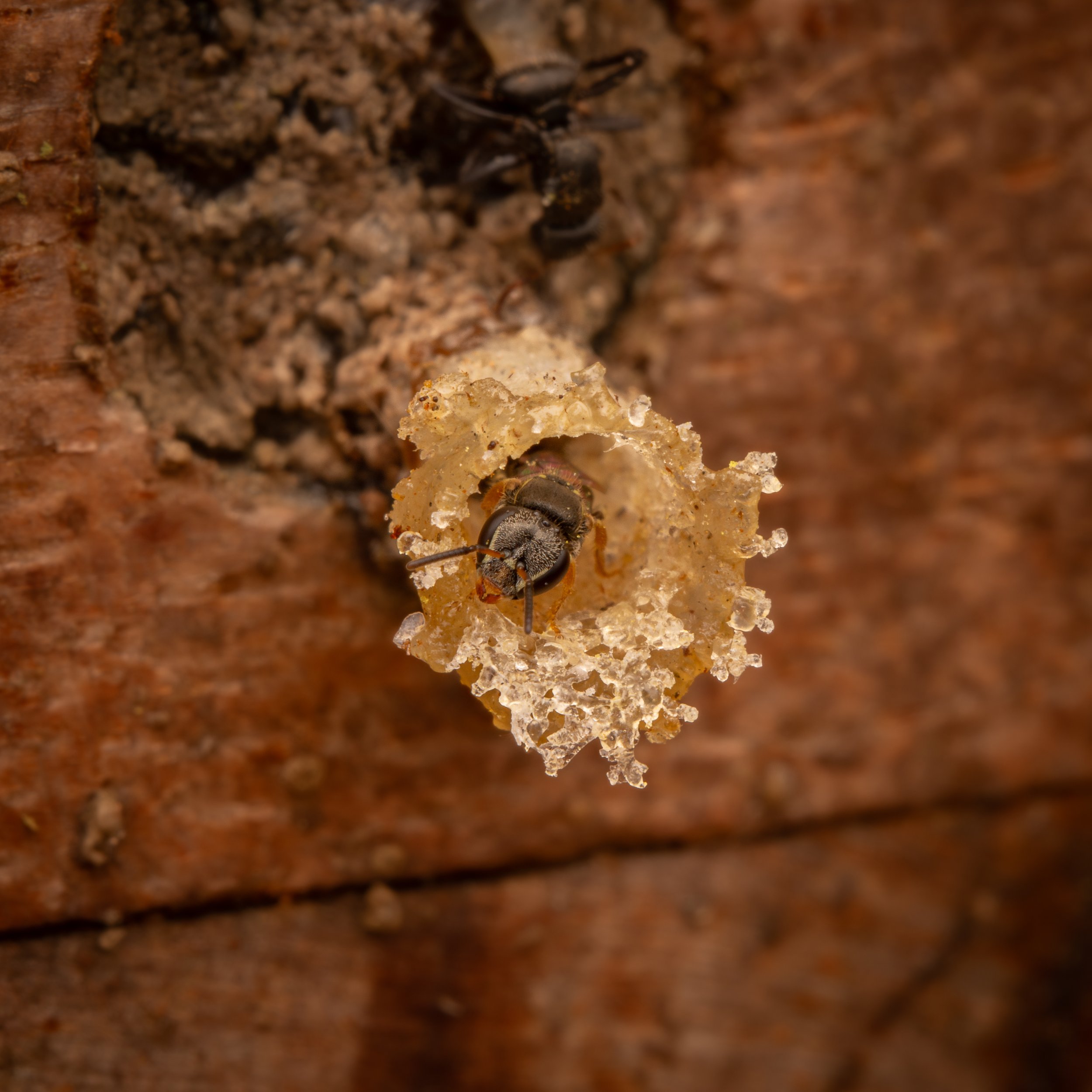 Hymenoptera - 20.jpg