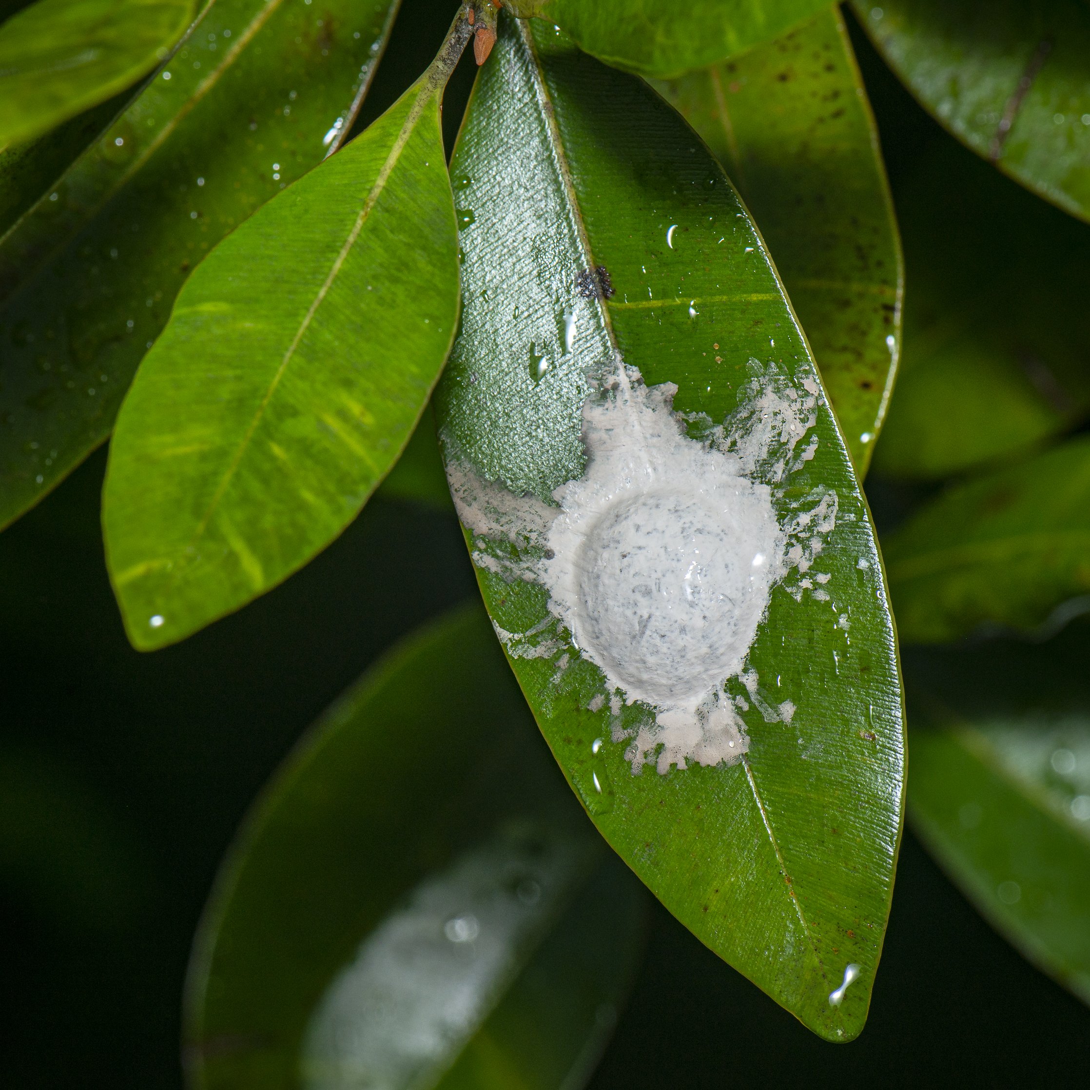 Megaloptera - 24.JPG