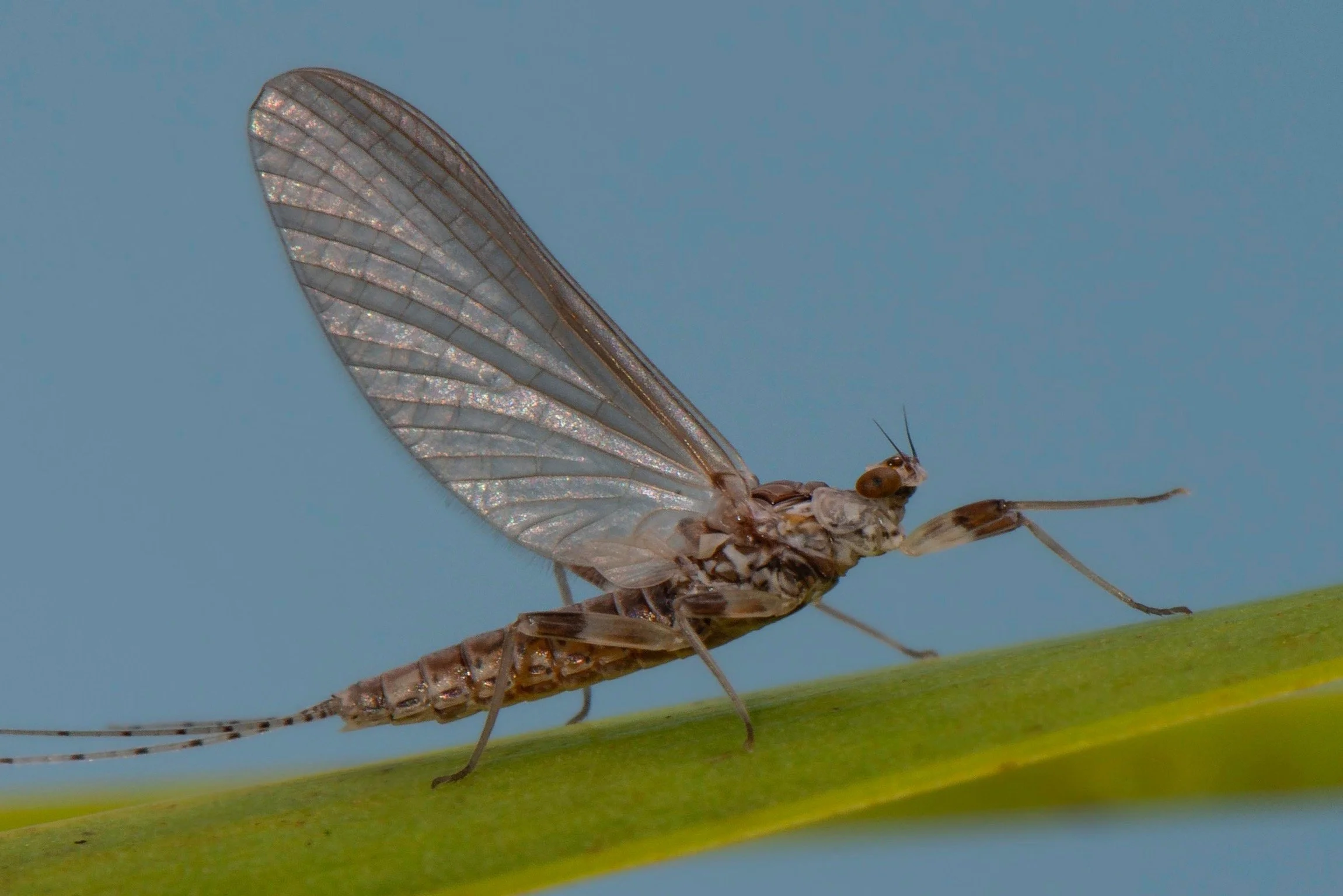 Leptophlebiidae - 24.jpeg