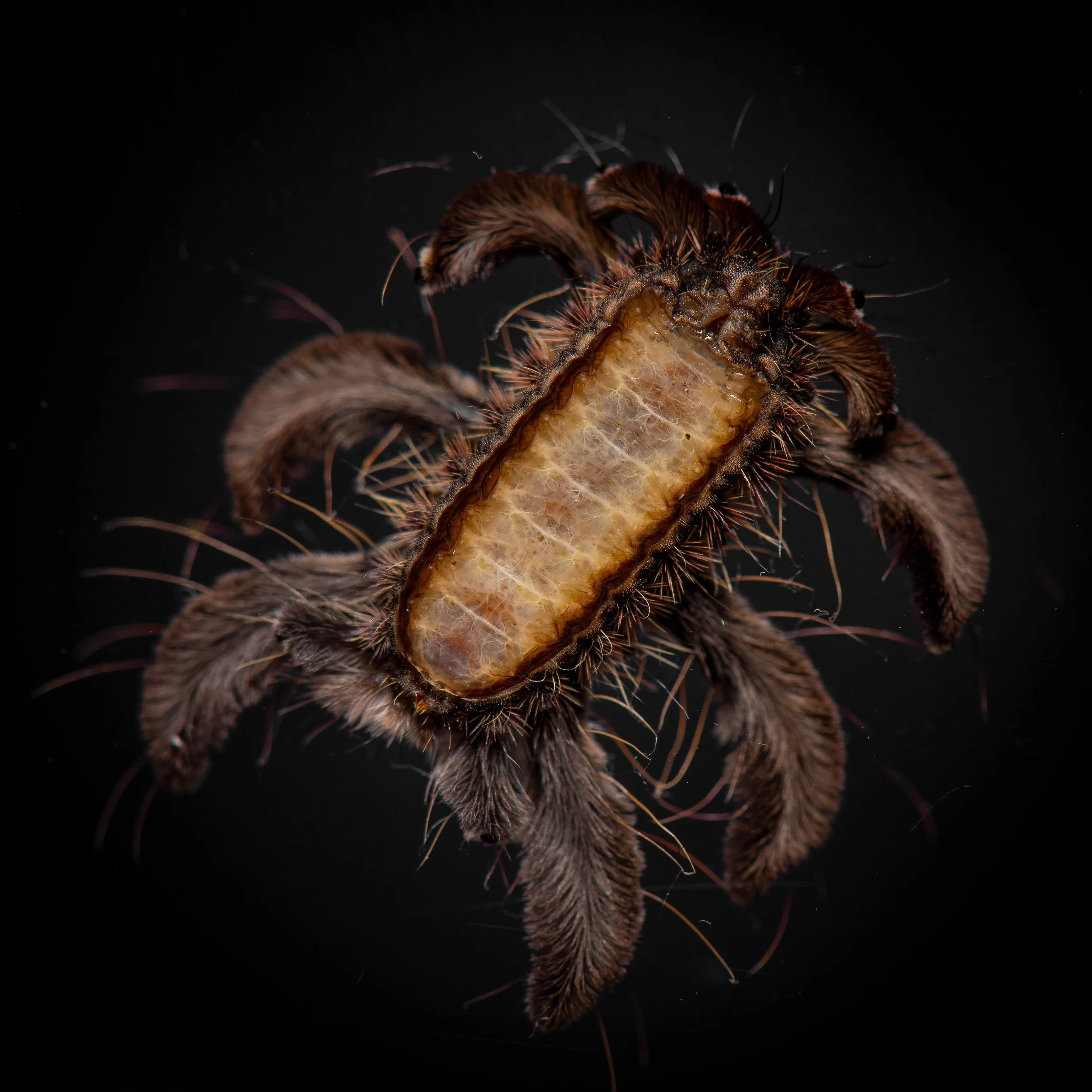 Lepidoptera - 45.jpg