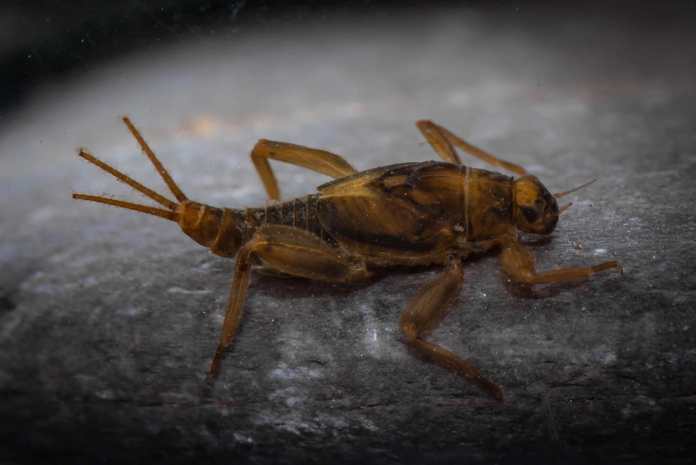 Leptohyphidae - 3.jpeg