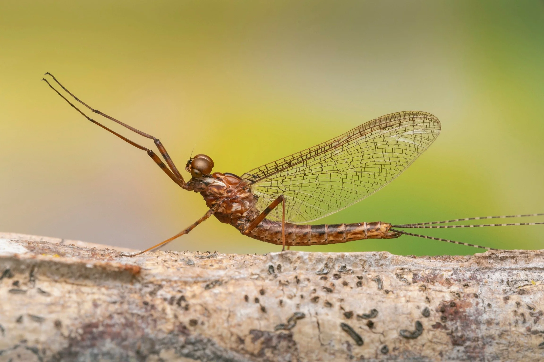 Leptophlebiidae - 83.jpeg