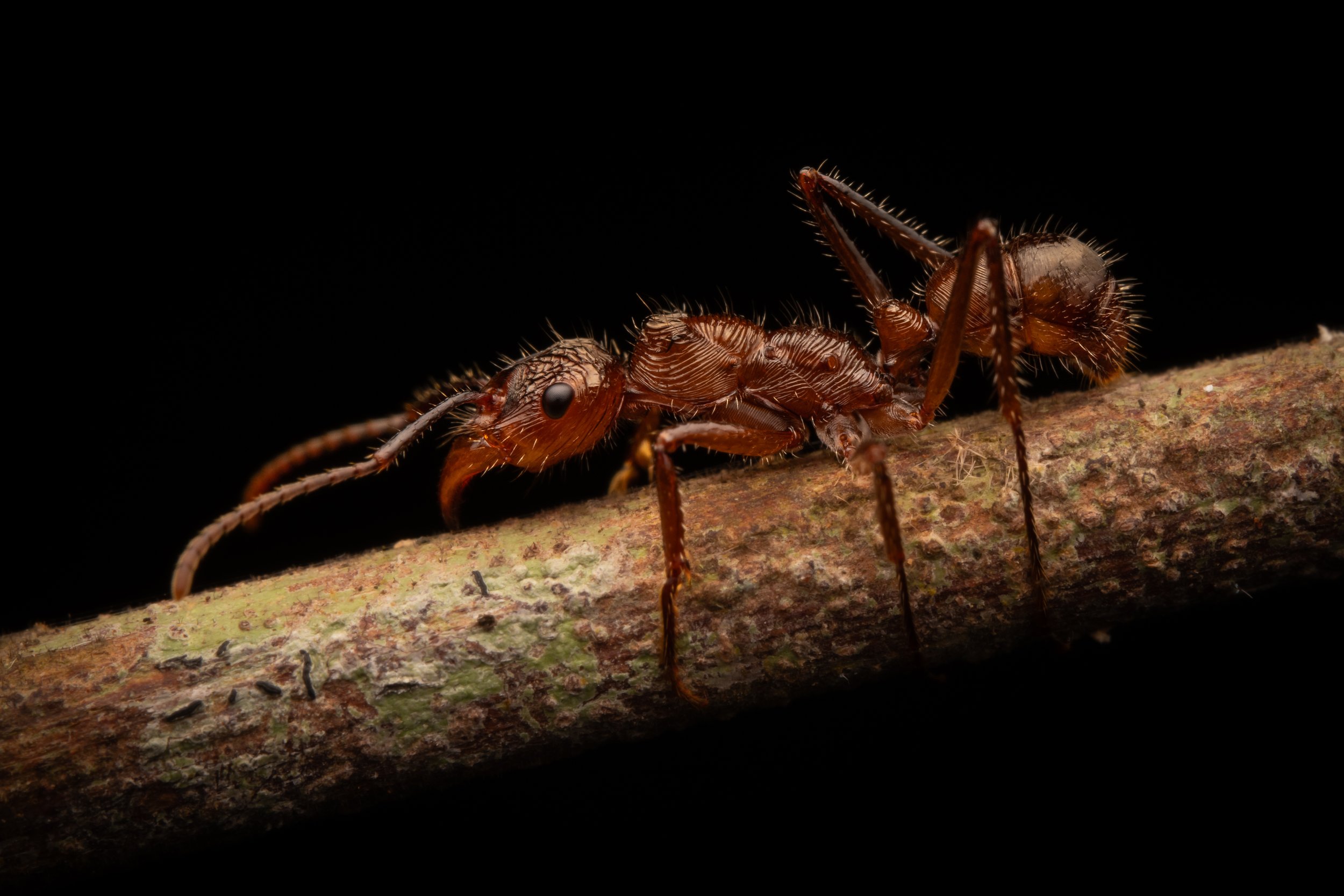 Hymenoptera - 28.jpg