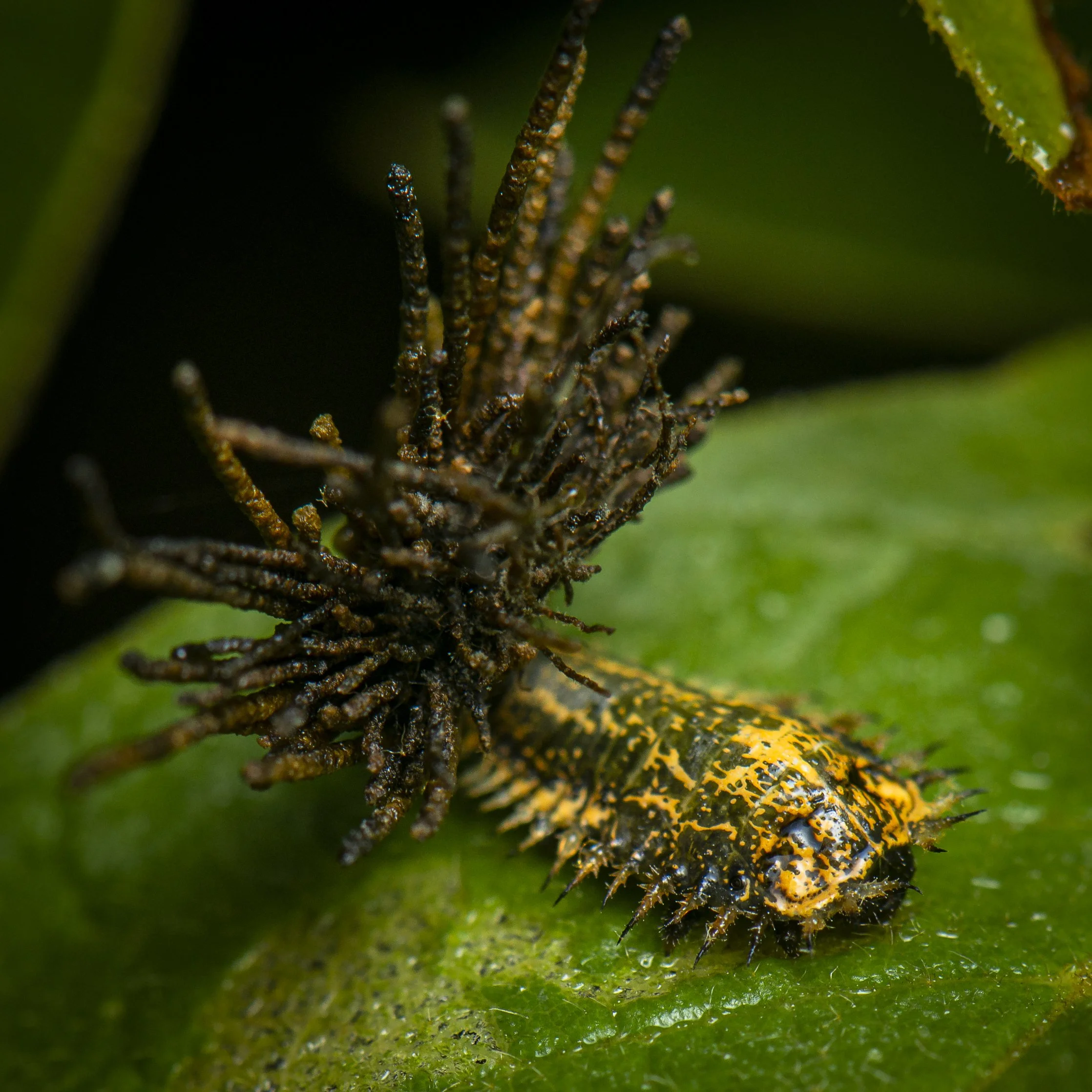 Coleoptera - 126.JPG