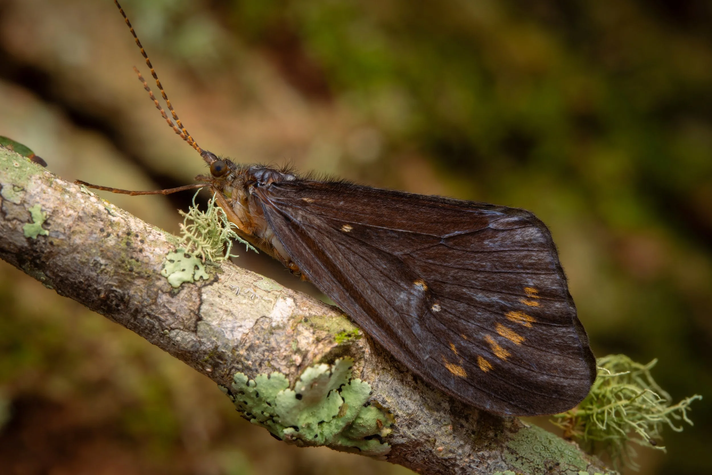 Trichoptera - 2.jpeg