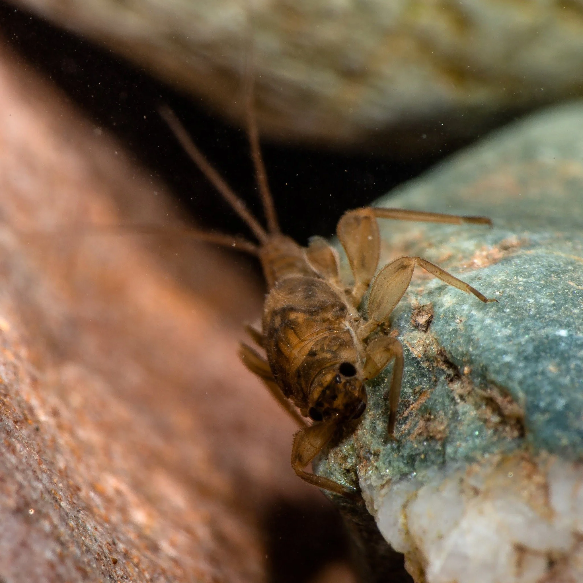 Leptohyphidae - 10.jpeg