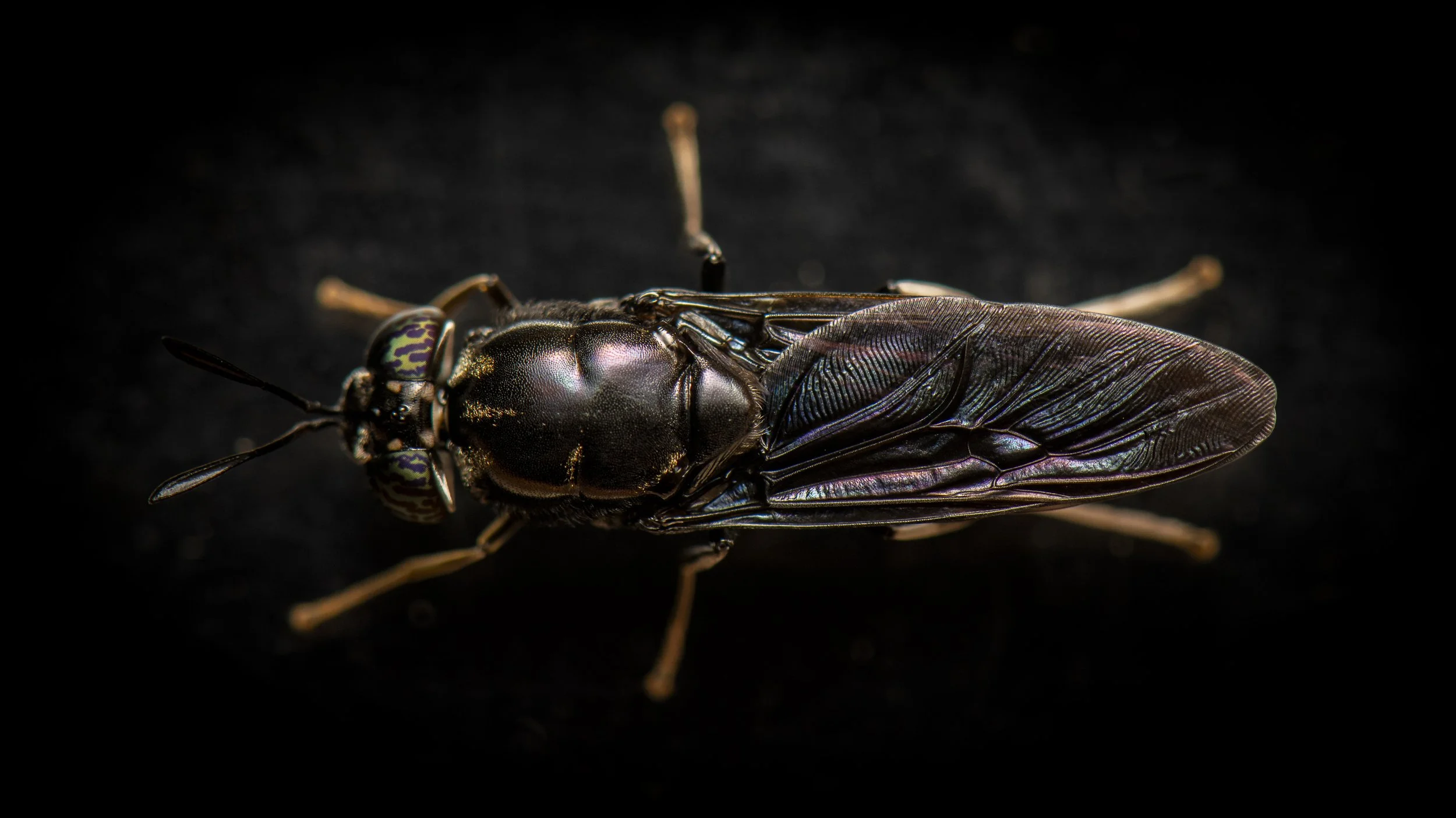 Diptera - 34.JPG